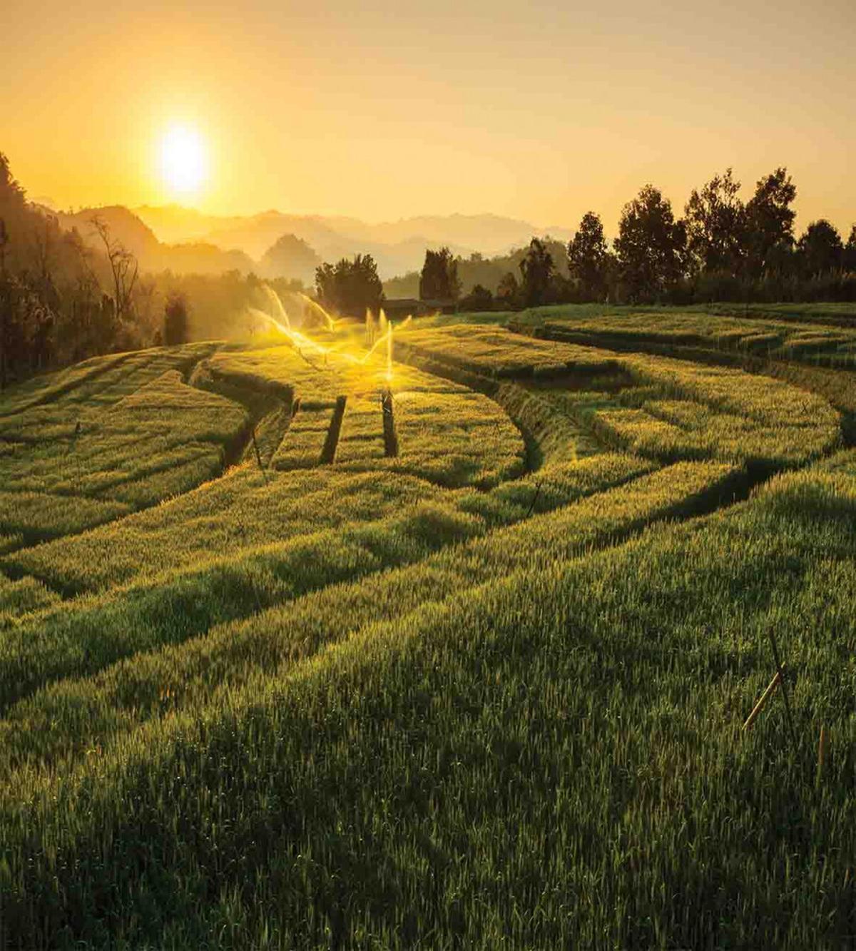 Barley Woods Sunset — Pattern