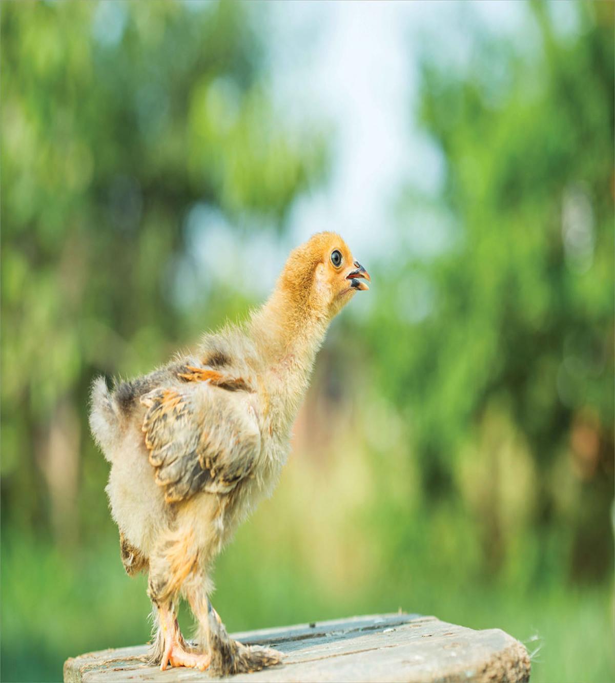 Little Baby Chicken on Log — Pattern