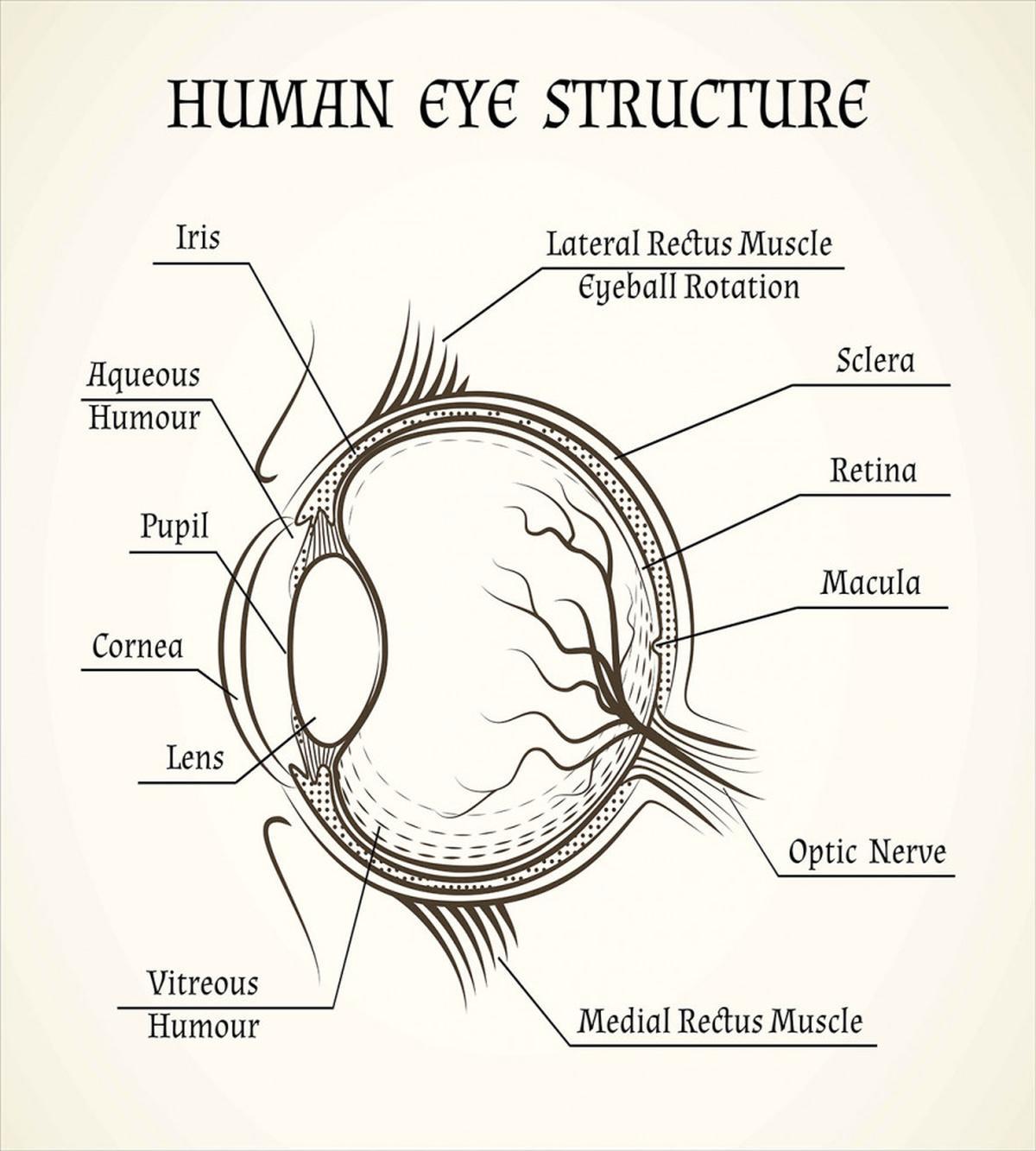 Structure of the Human Eye — Pattern