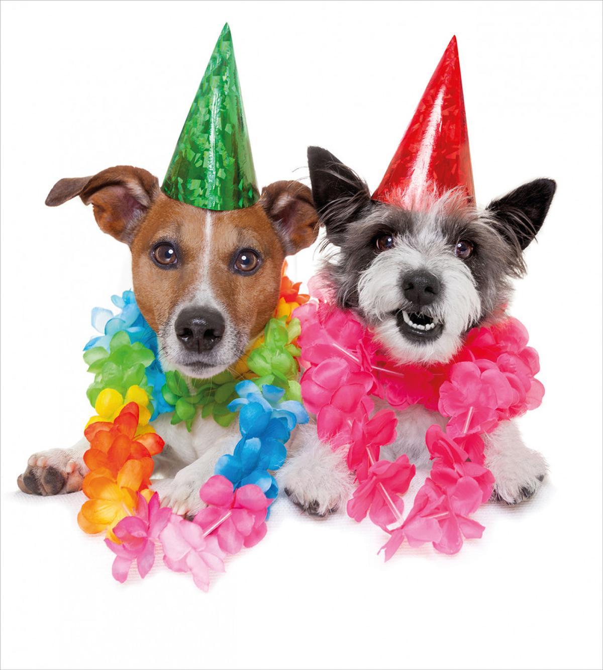 Birthday Terrier — Pattern
