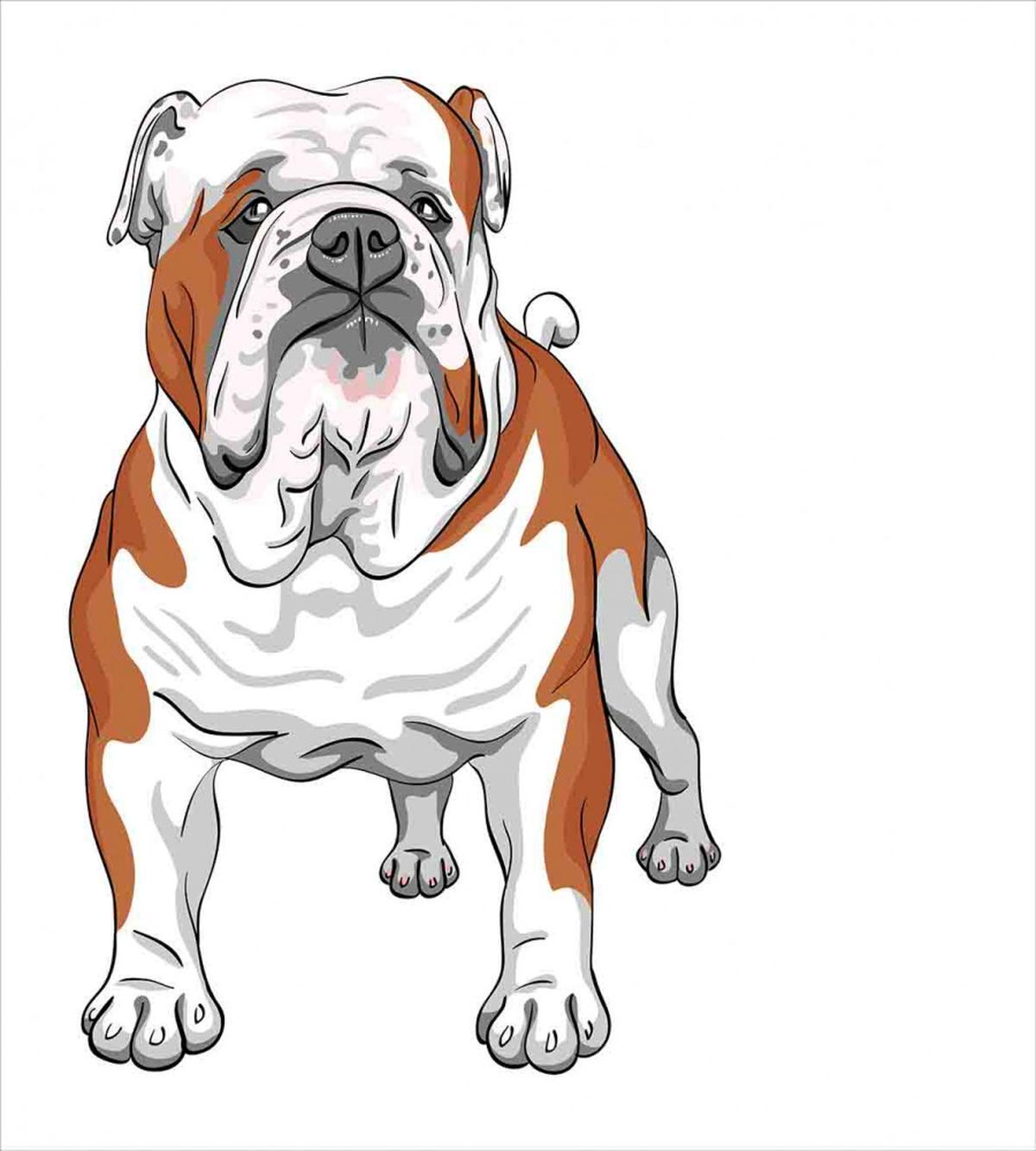 Muscular Dog — Pattern