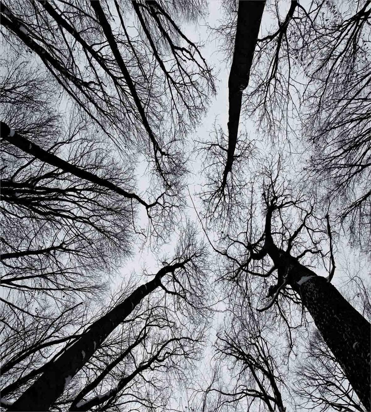 Dark Winter Forest Tree — Pattern