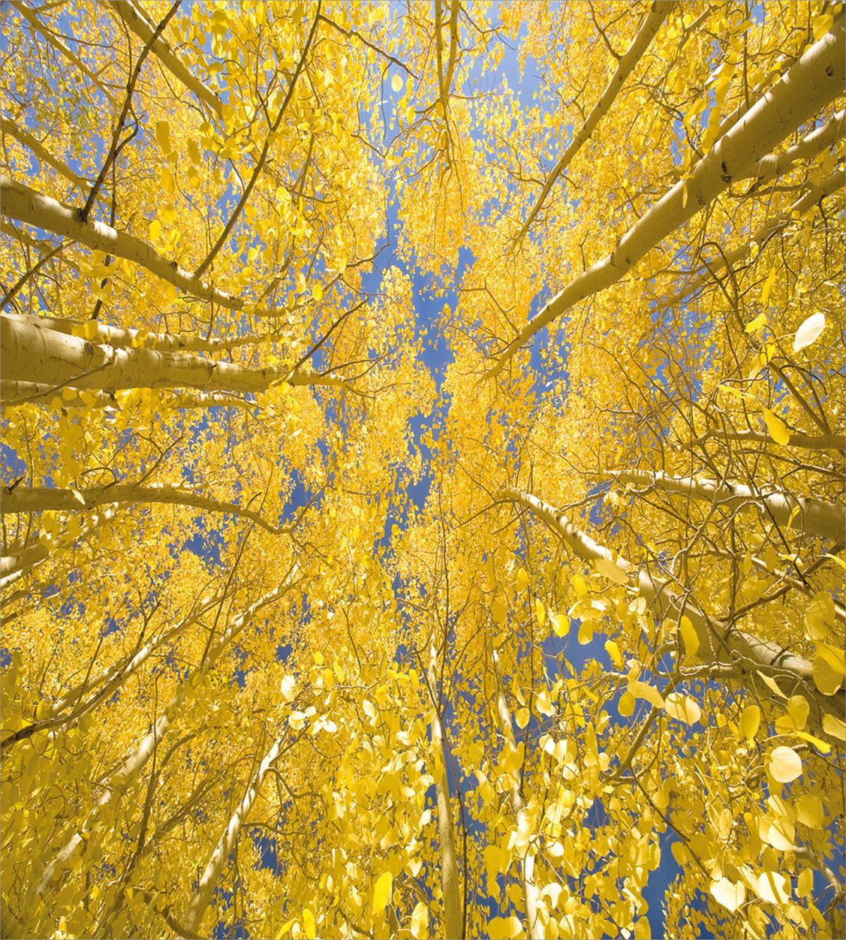 Aspen Trees — Pattern