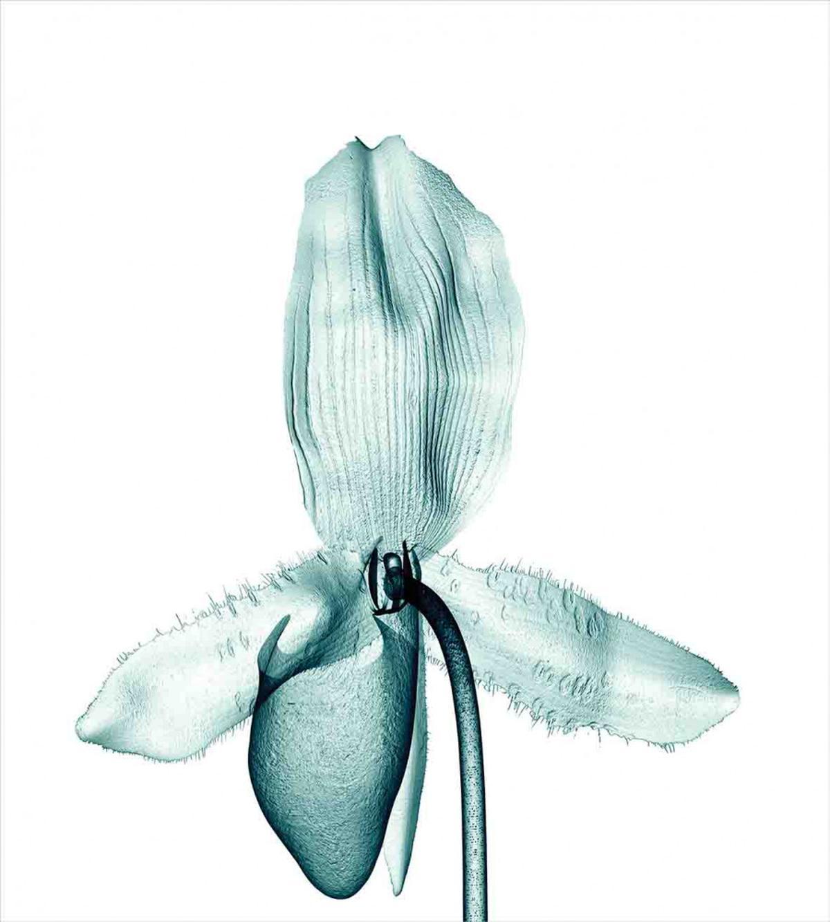 Modern Flower X-Ray — Pattern