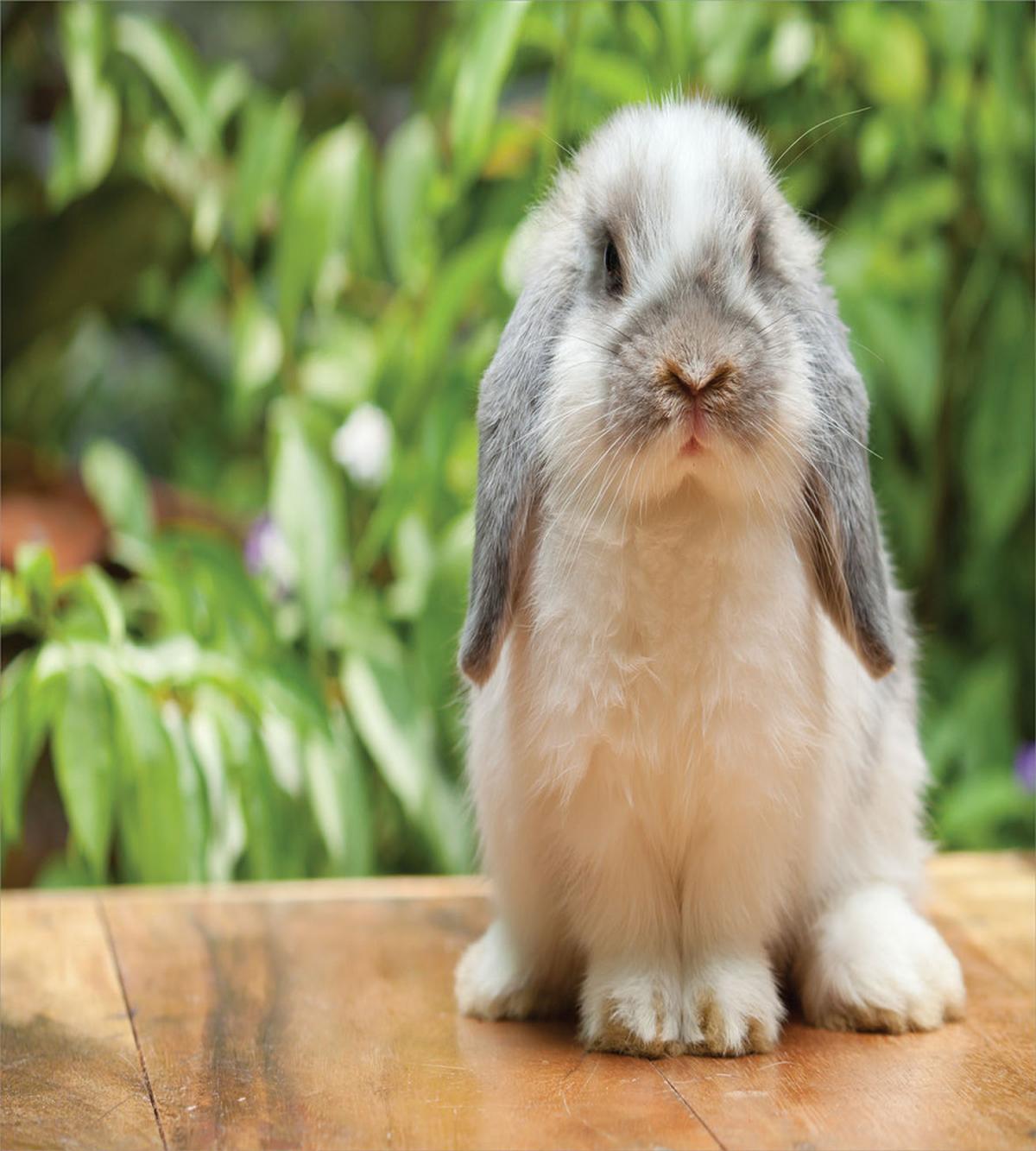 Photo of Holland Lop Rabbit — Pattern