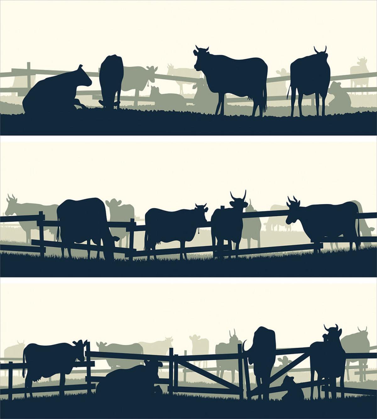 Farm Grazing Cows and Bulls — Pattern