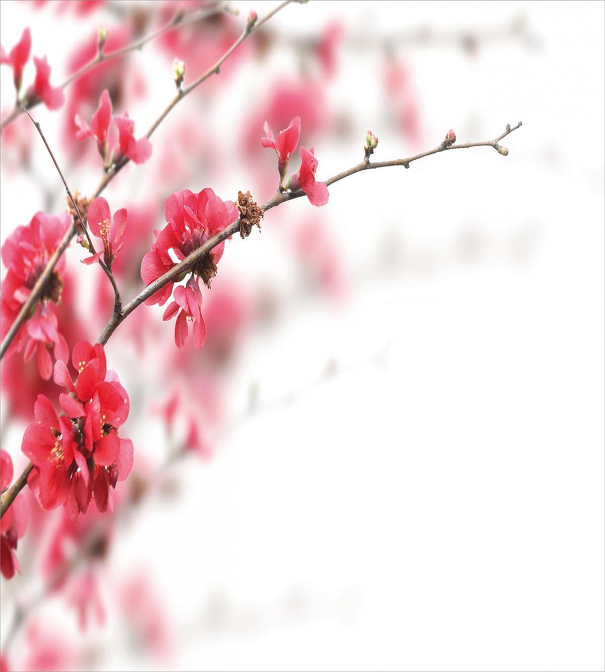 Cherry Blossoms Misty — Pattern