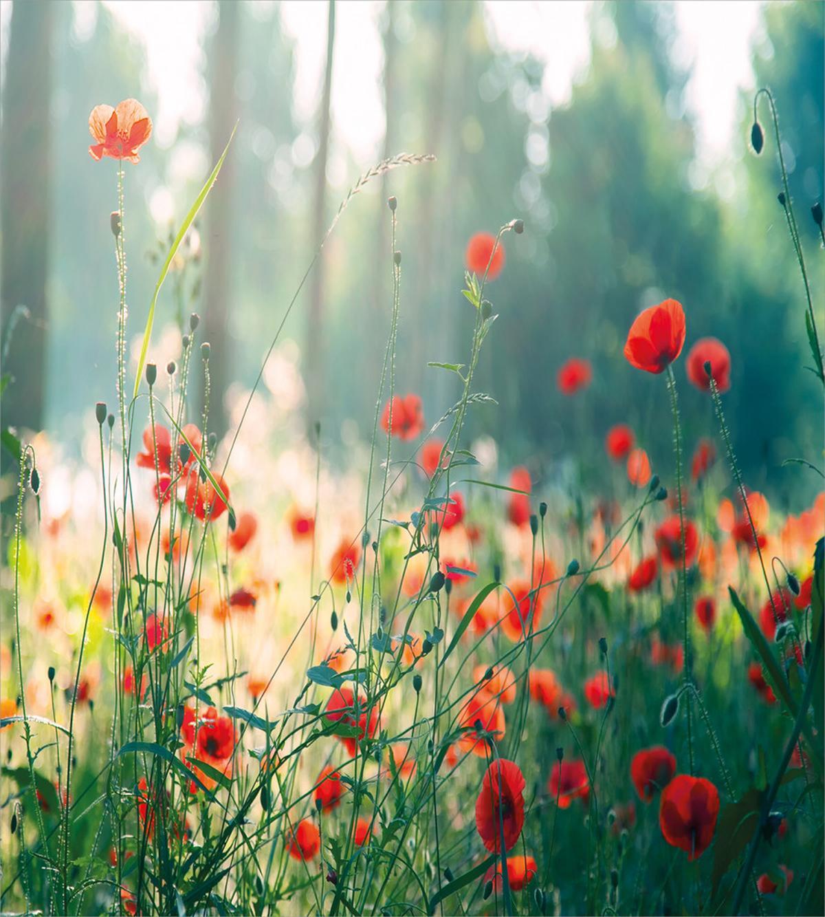 Wild Red Poppy Field — Pattern