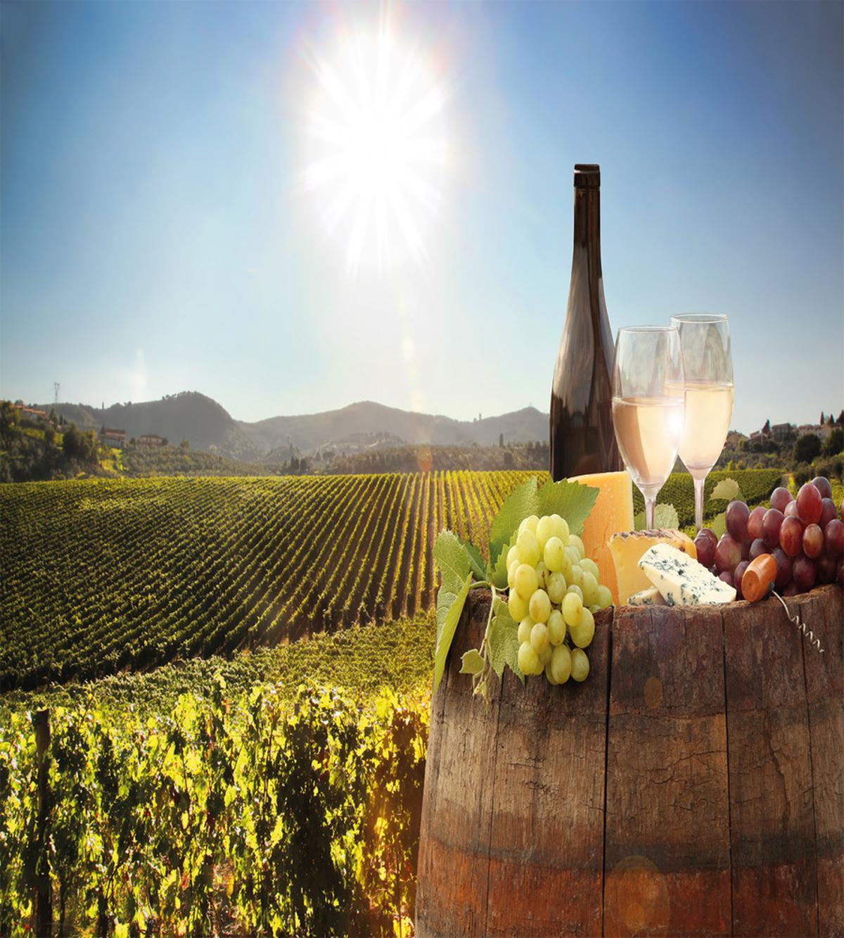 Famous Chianti Vineyard — Pattern