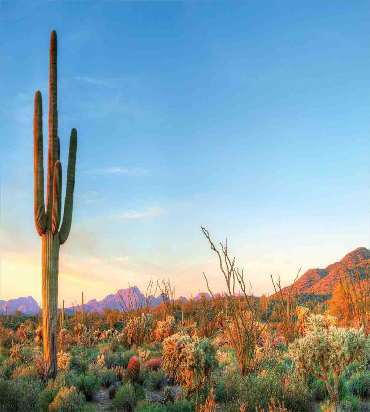 Cactus Sunset Landscape — Pattern
