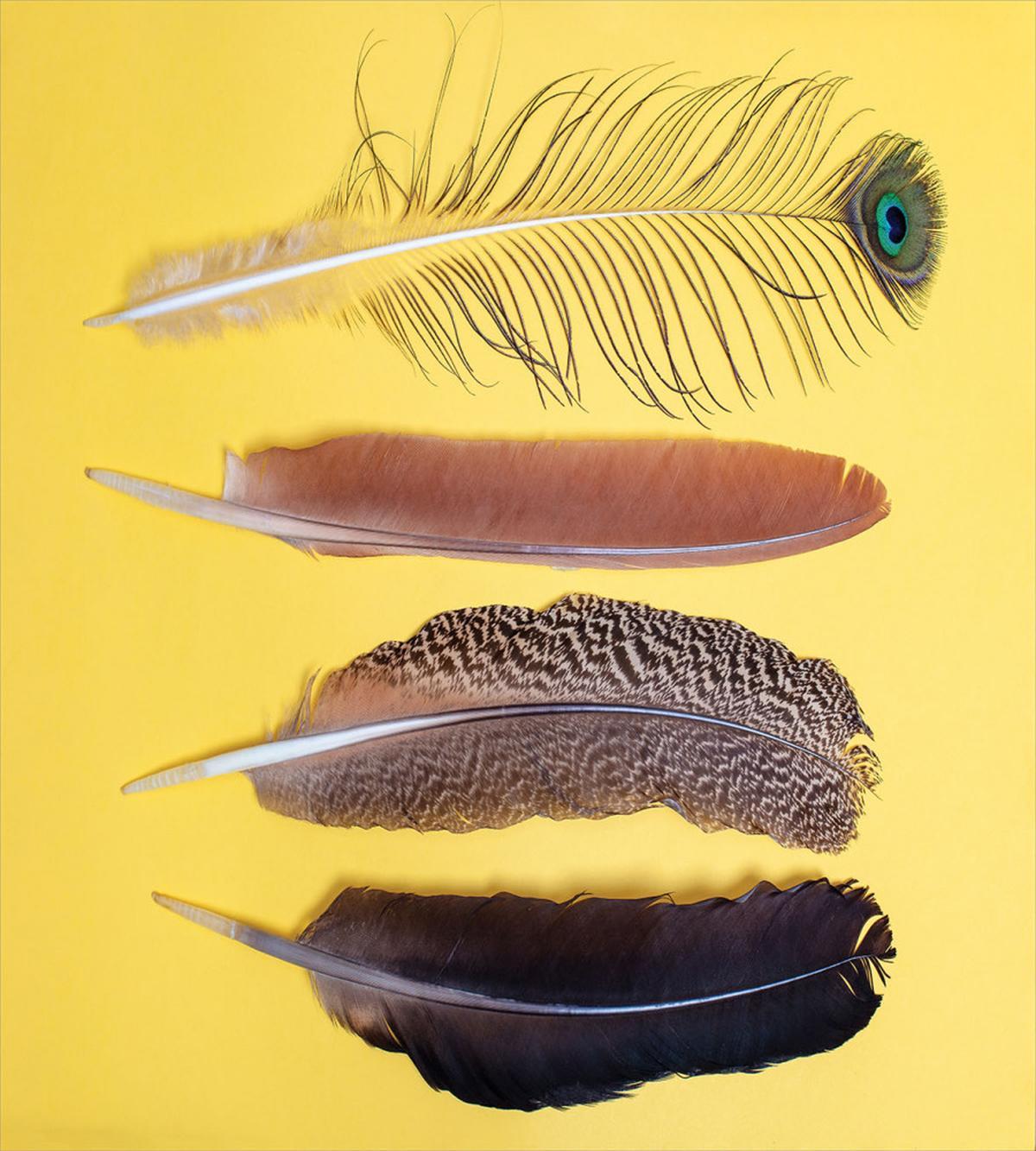 Orient Animal Wing Items — Pattern