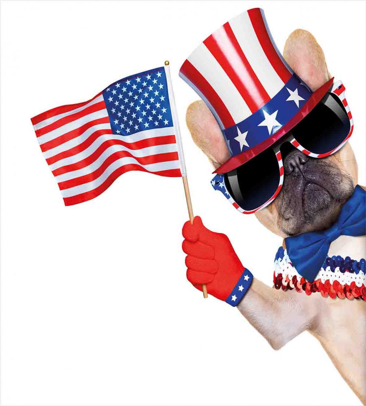 Patriotic Pug Dog — Pattern