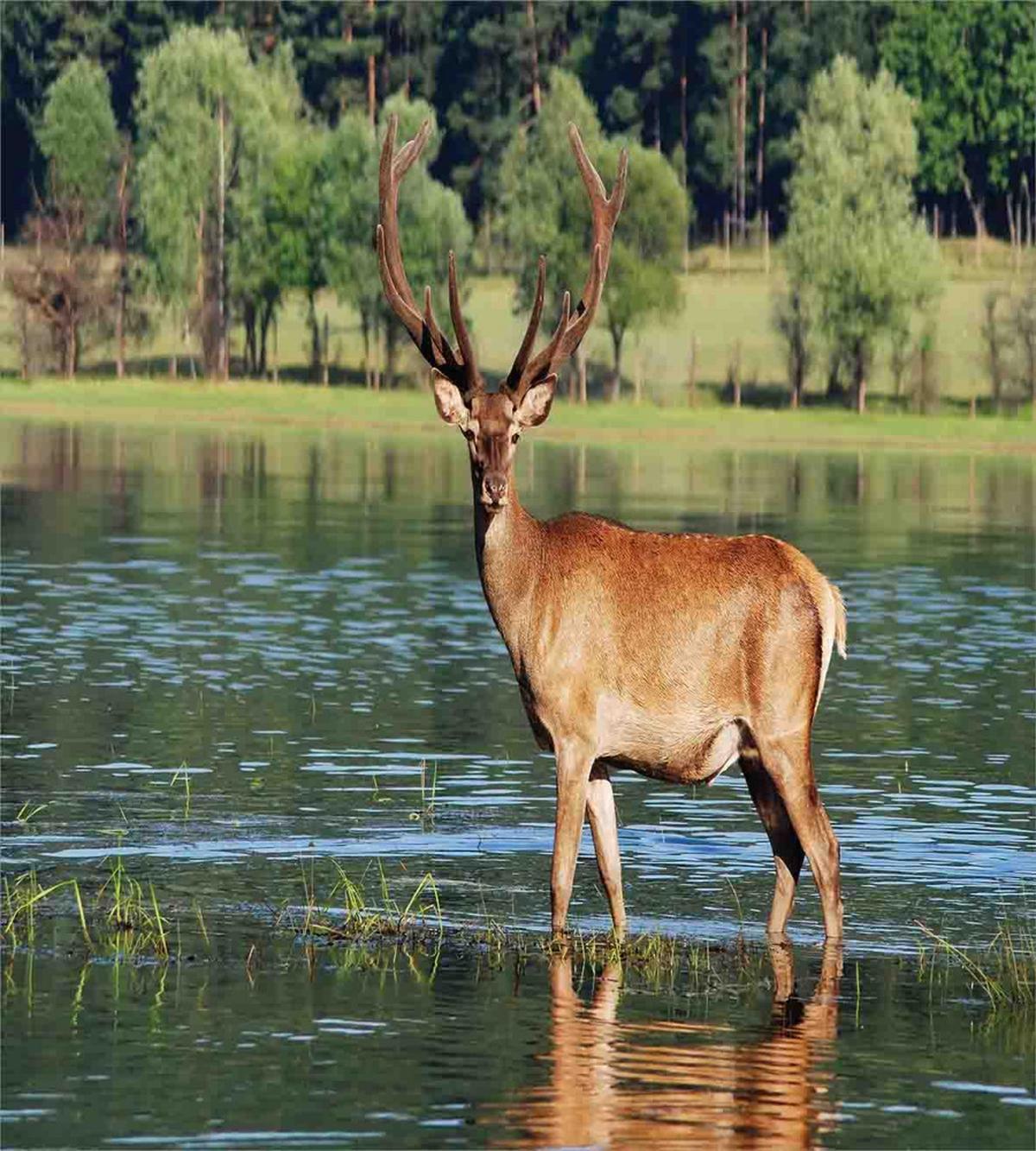 Mountain Animal in Water — Pattern