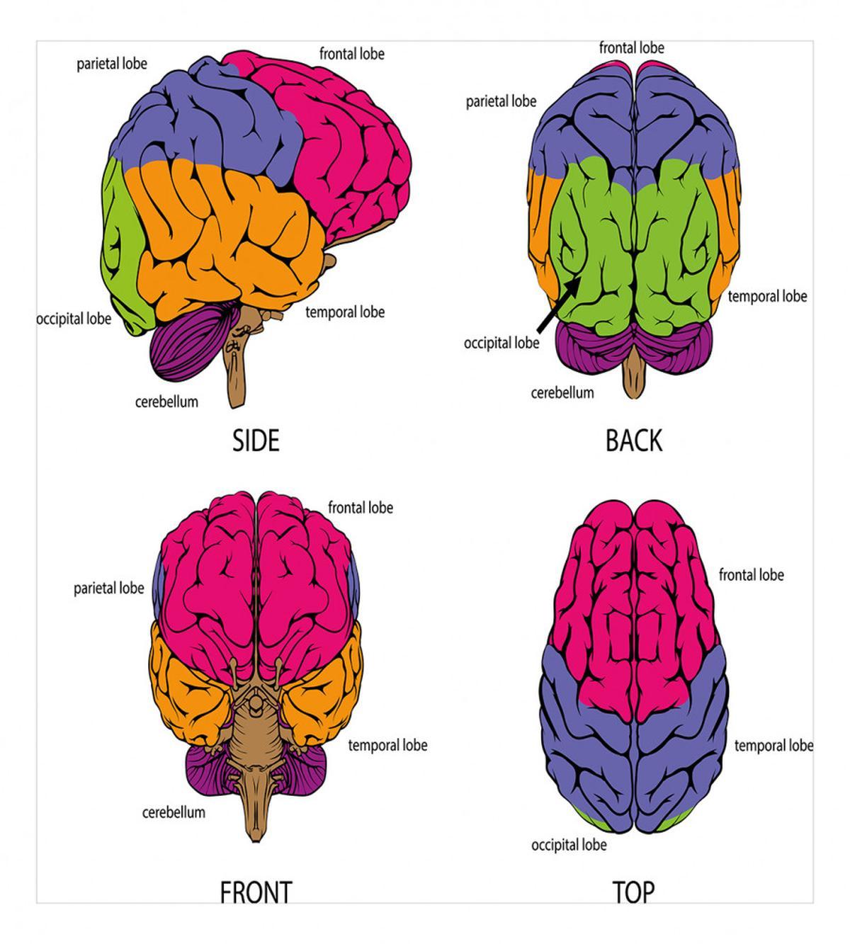 Human Brain Colors — Pattern