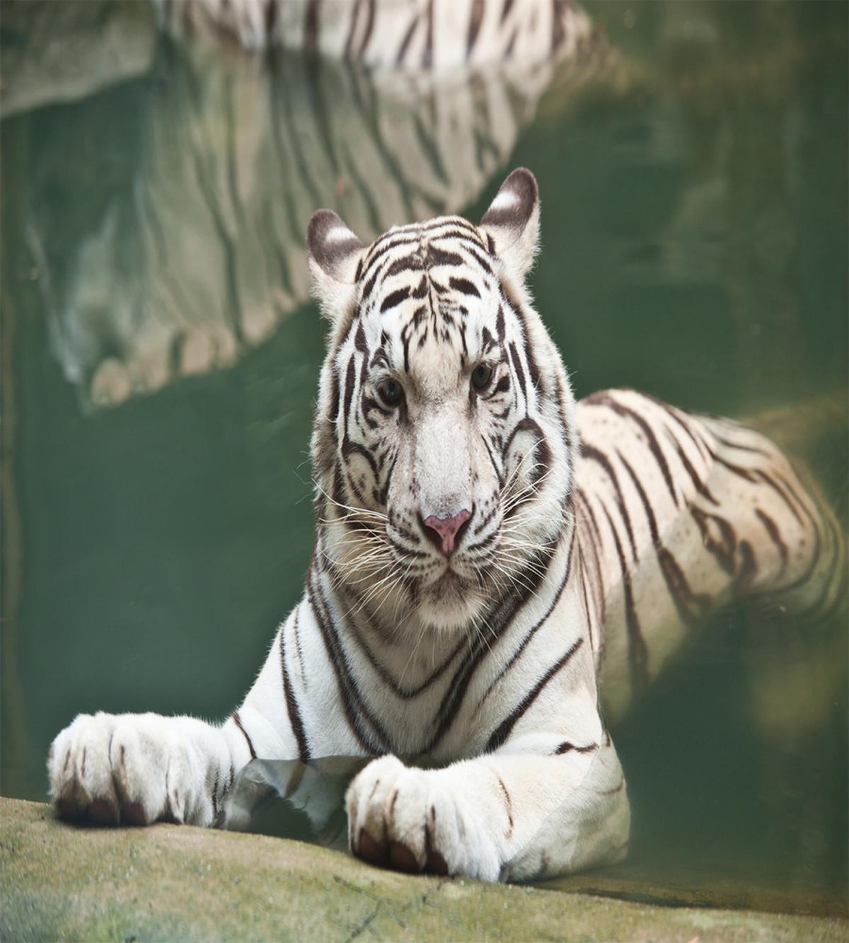 White Tiger Swimming Fun — Pattern
