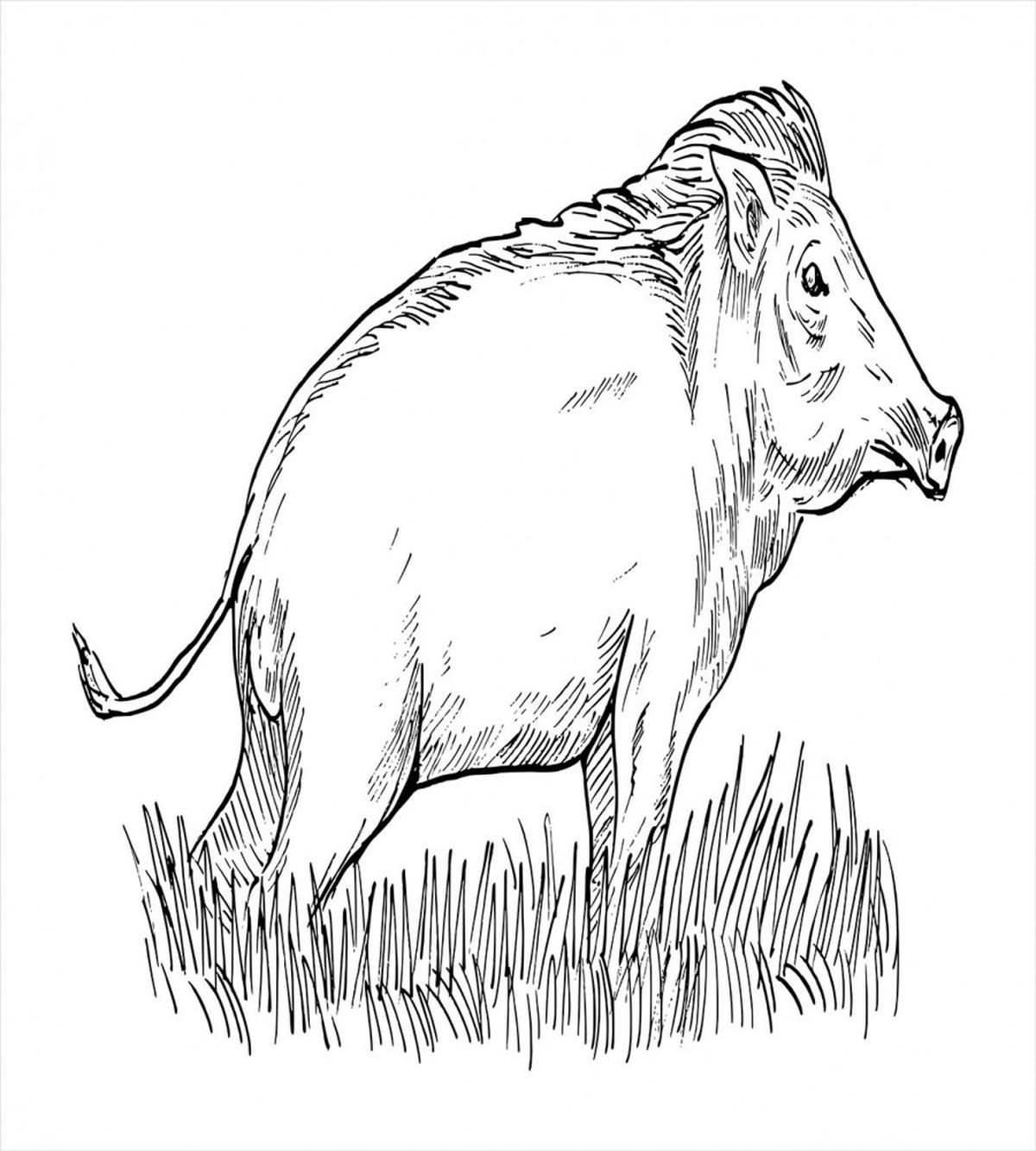 Outline Sketch Wild Boar — Pattern