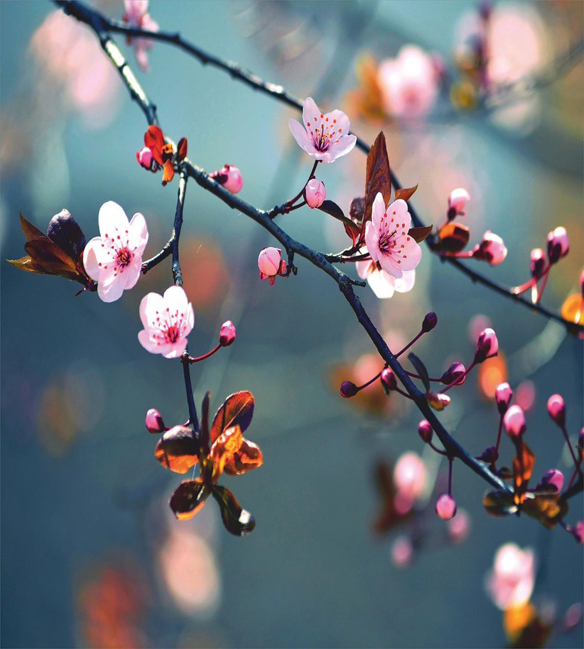 Blooming Sakura Flowers — Pattern