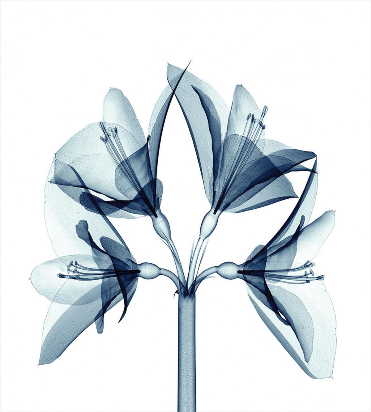 Xray Amaryllis Flowers Deco — Pattern