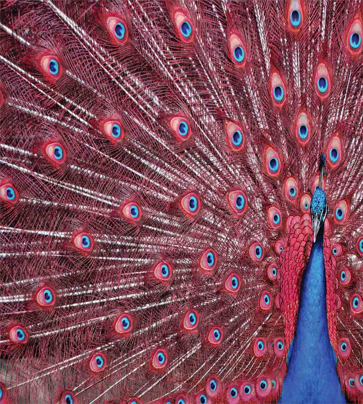 Peacock Bird Surreal — Pattern