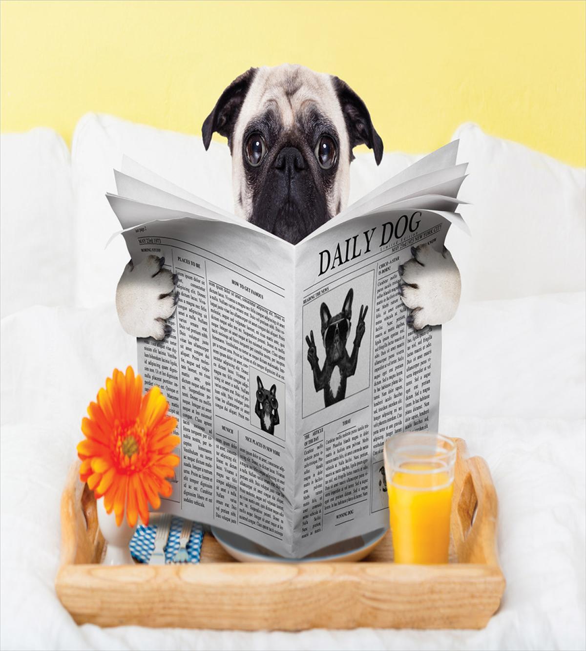 Pug Reading News Daily Dog — Pattern