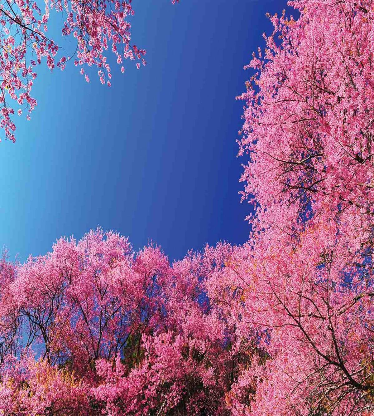 Cherry Blossom Trees — Pattern