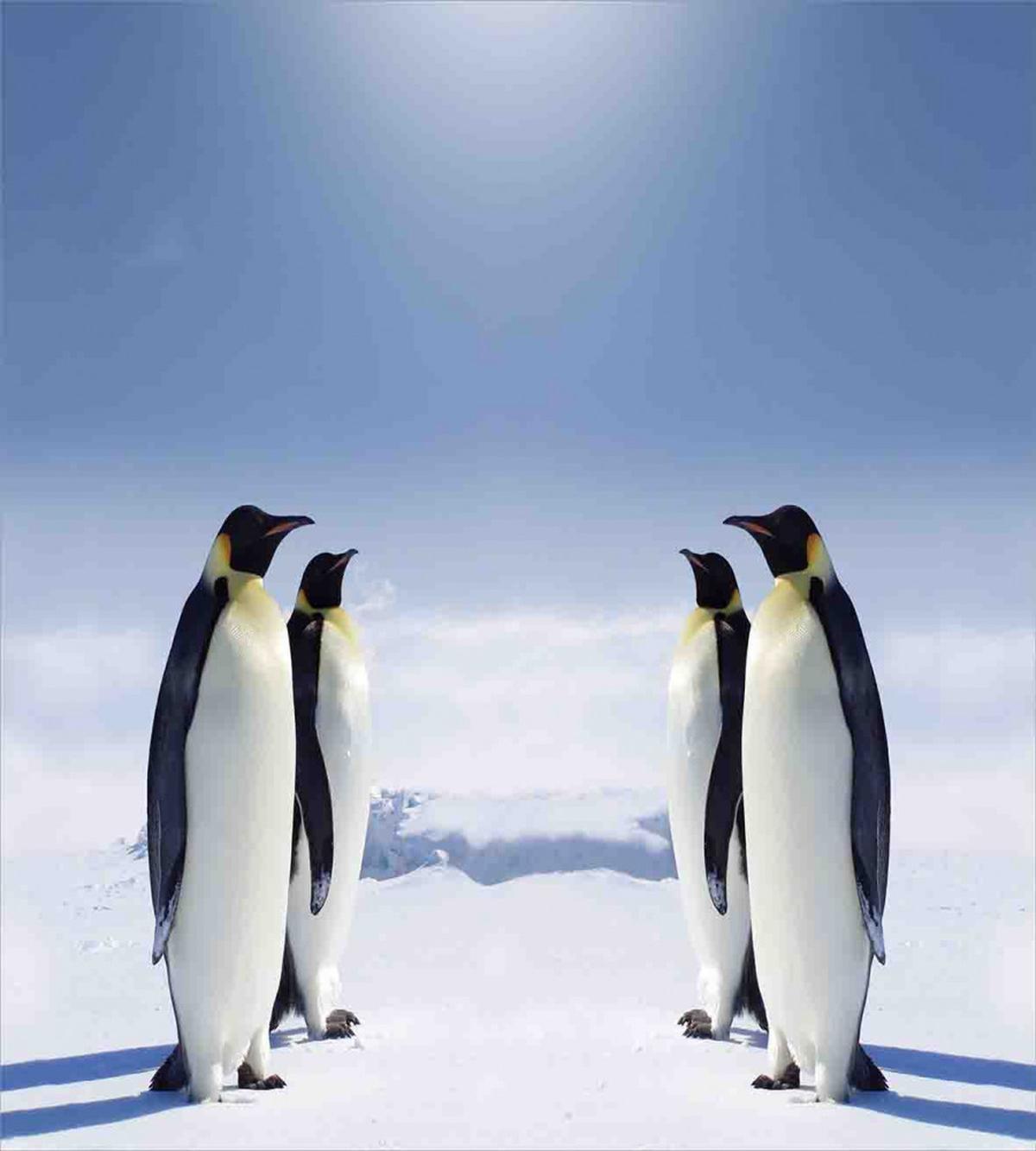 Penguins in Antarctica — Pattern
