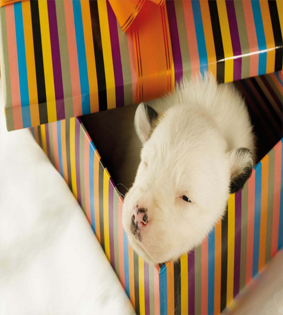 Newborn Dog in Gift Box Photo — Pattern