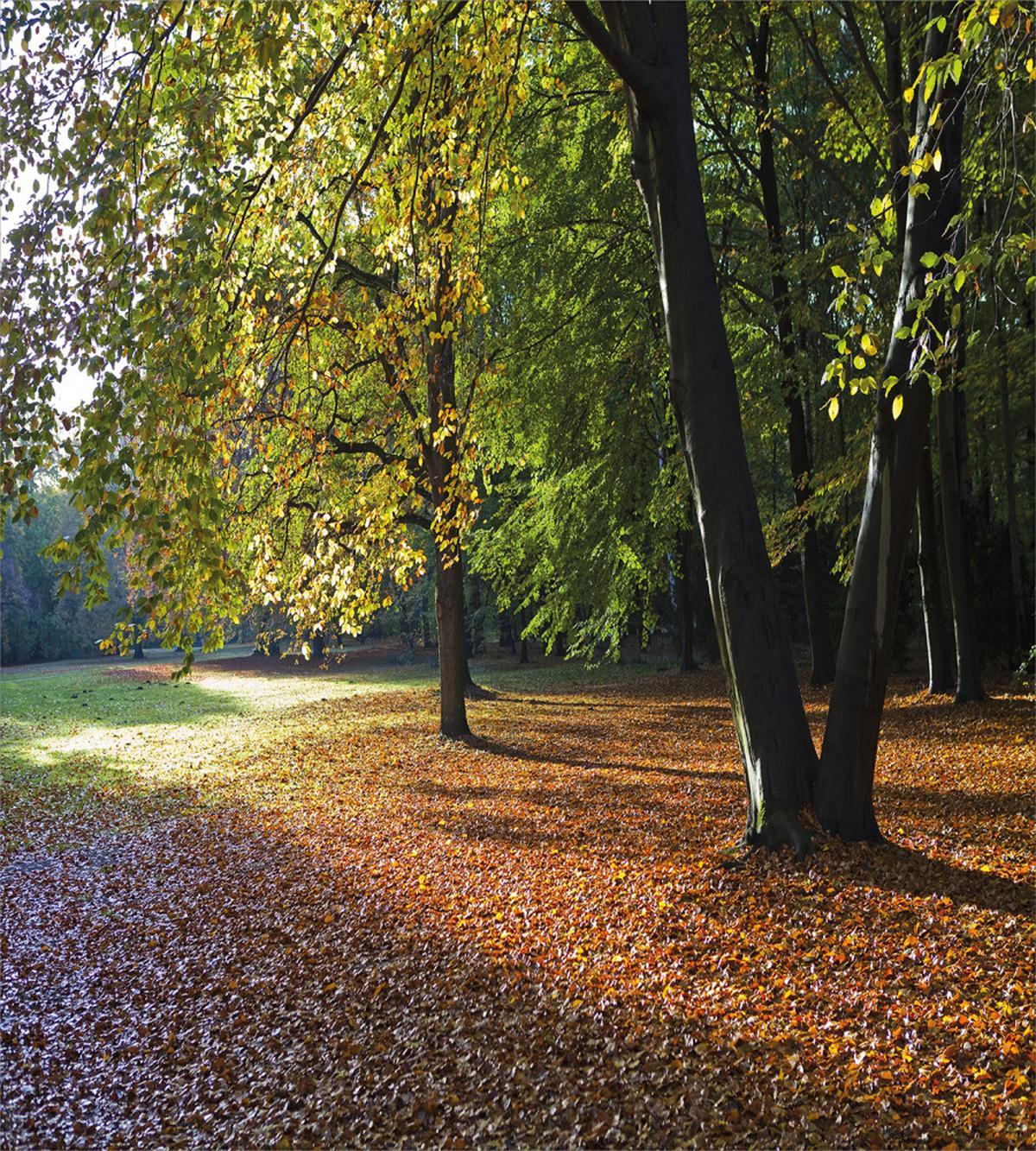 Tranquil Tiergarten Berlin — Pattern