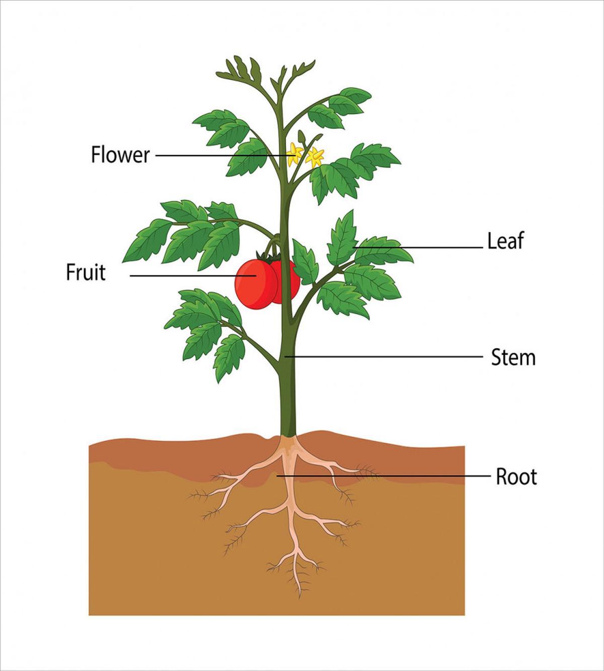 Parts of a Tomato Plant — Pattern