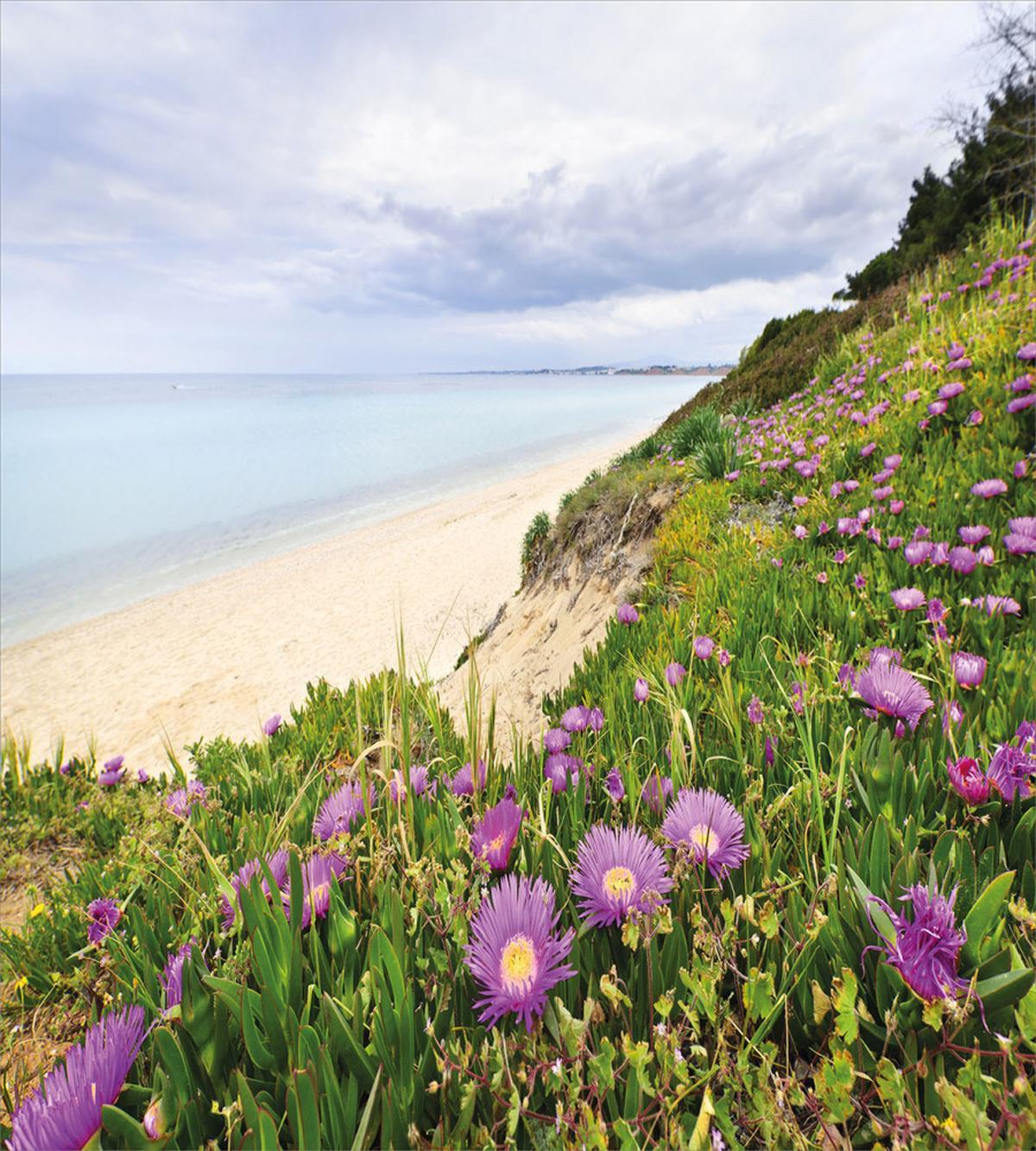 Aegean Sea with Blooming — Pattern