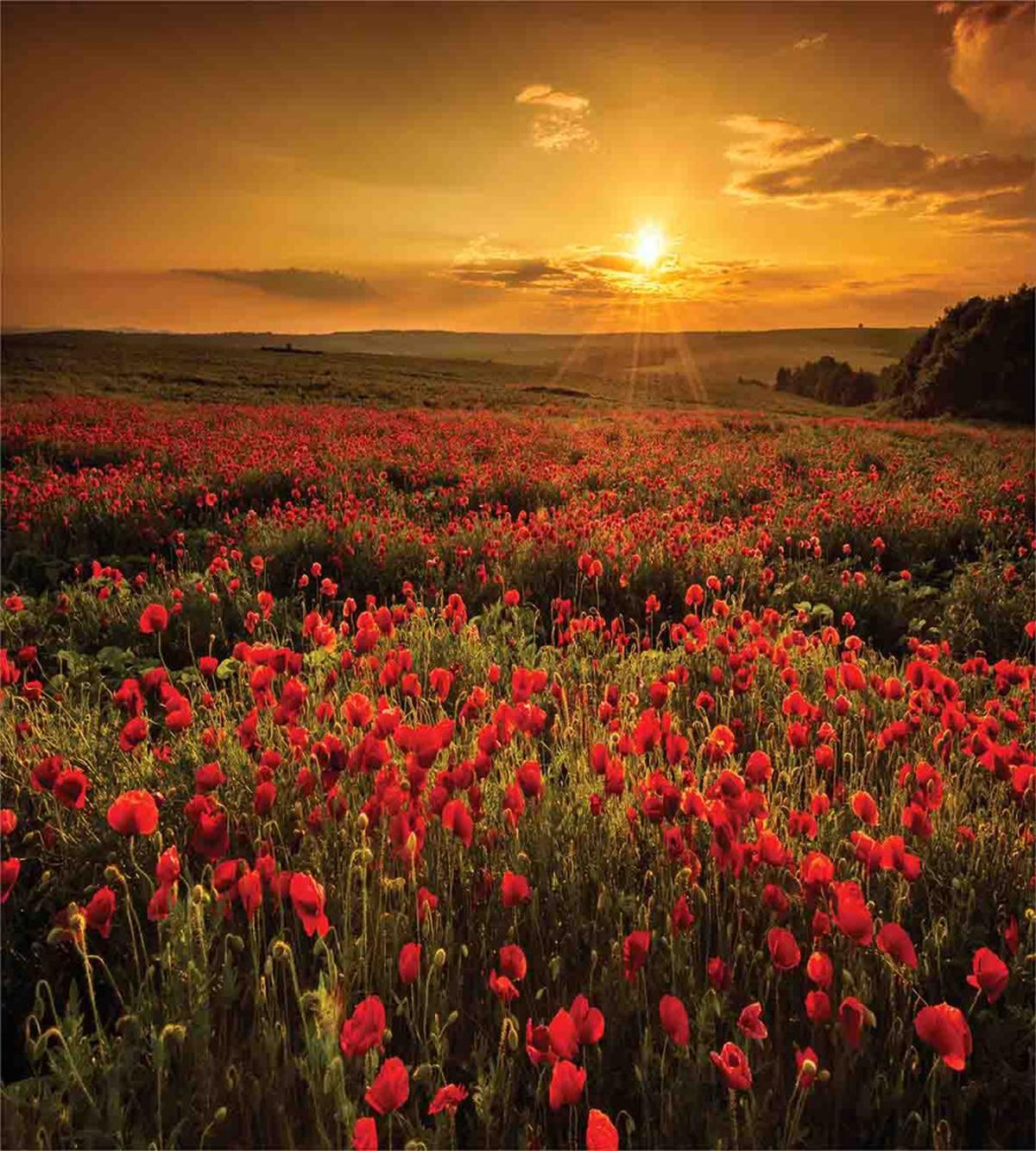 Sunset Meadow Farmland — Pattern