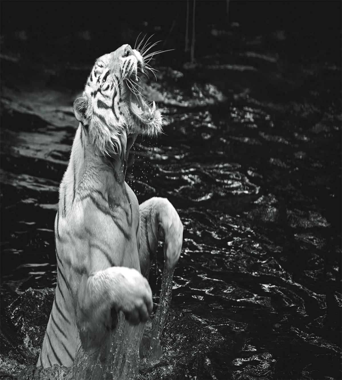 Exotic White Tiger — Pattern