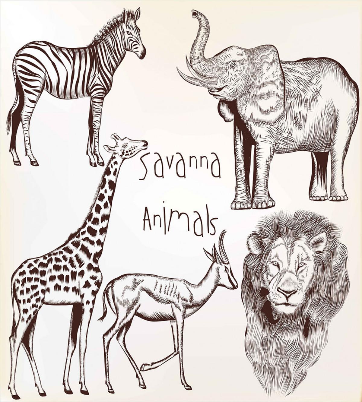 Wild Lion Zebras — Pattern
