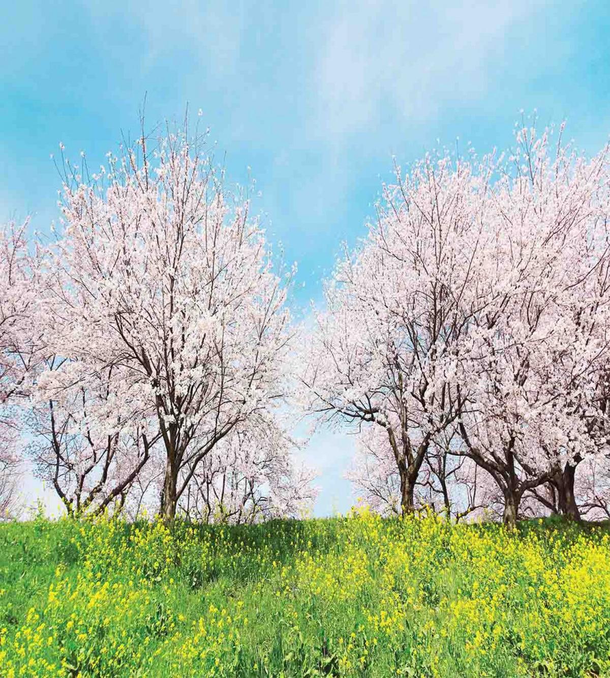Japanese Spring Flowers — Pattern