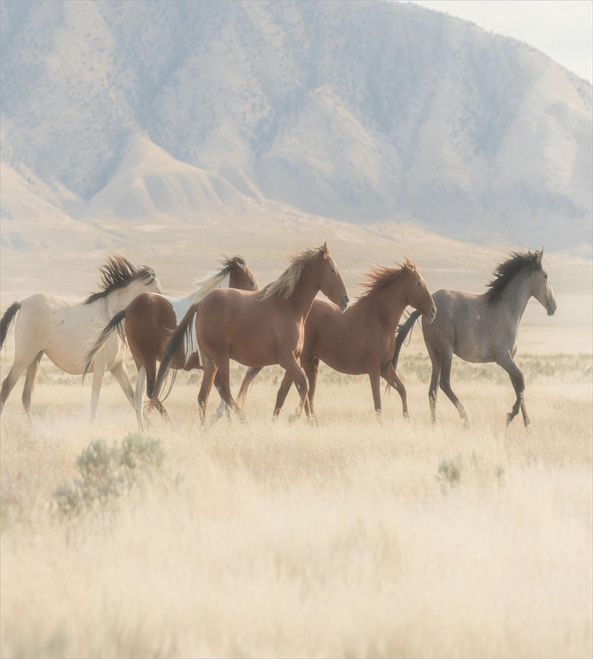 Wild Mustang Horses Art — Pattern