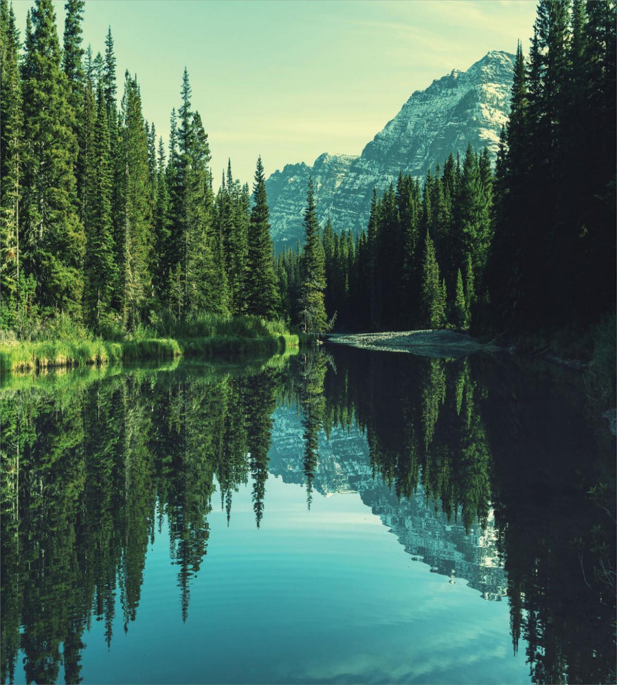Tree Reflections on Calm Water — Pattern