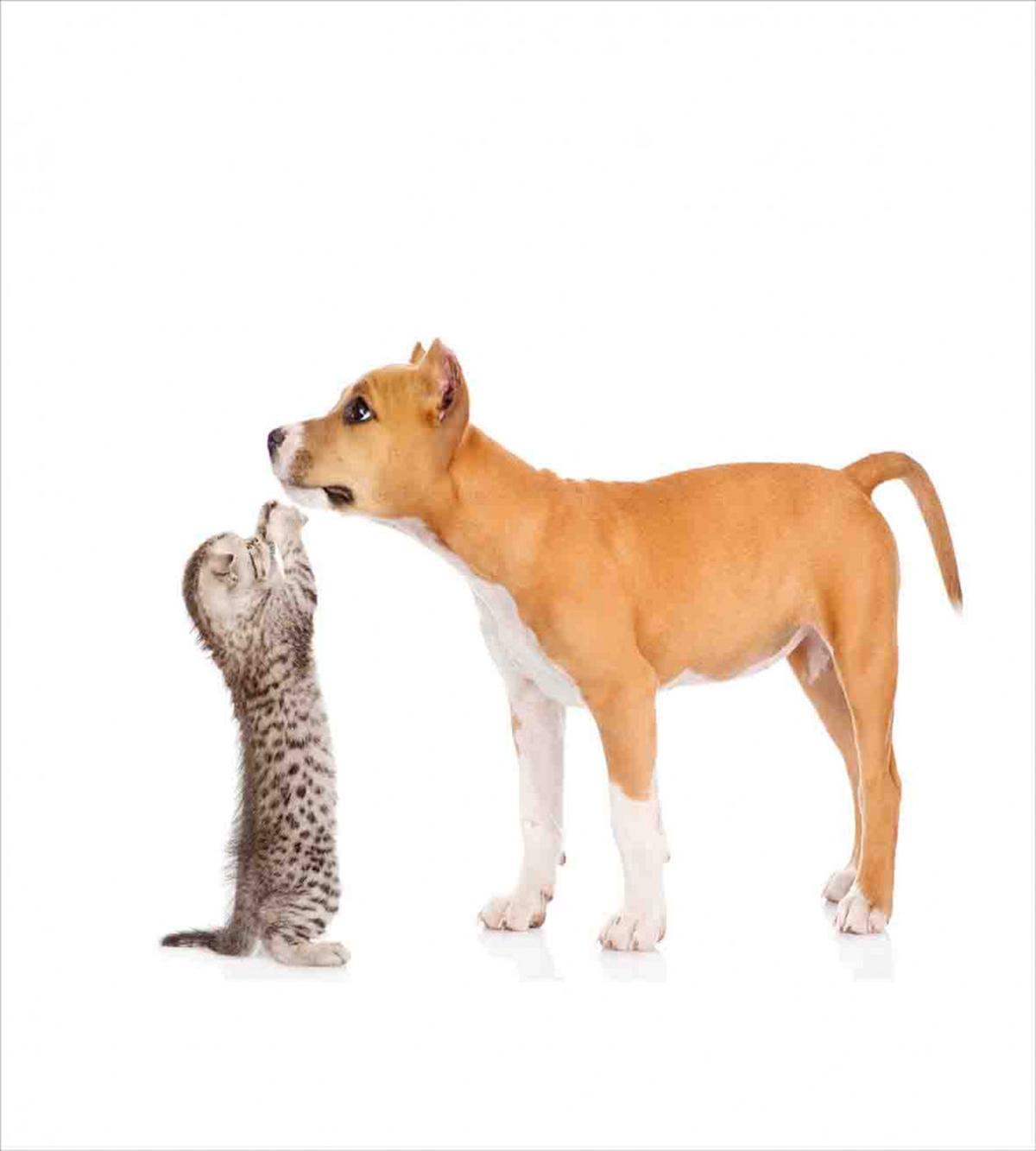 Kitten and a Stafford Puppy — Pattern