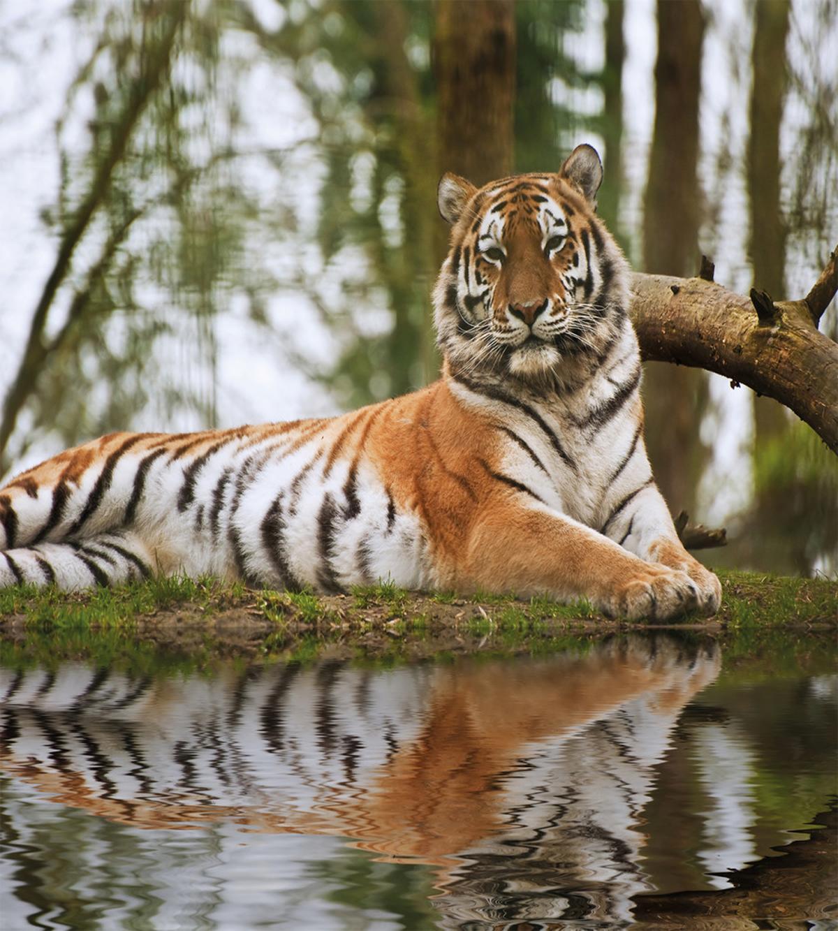 Siberian Mammal Warm Day — Pattern