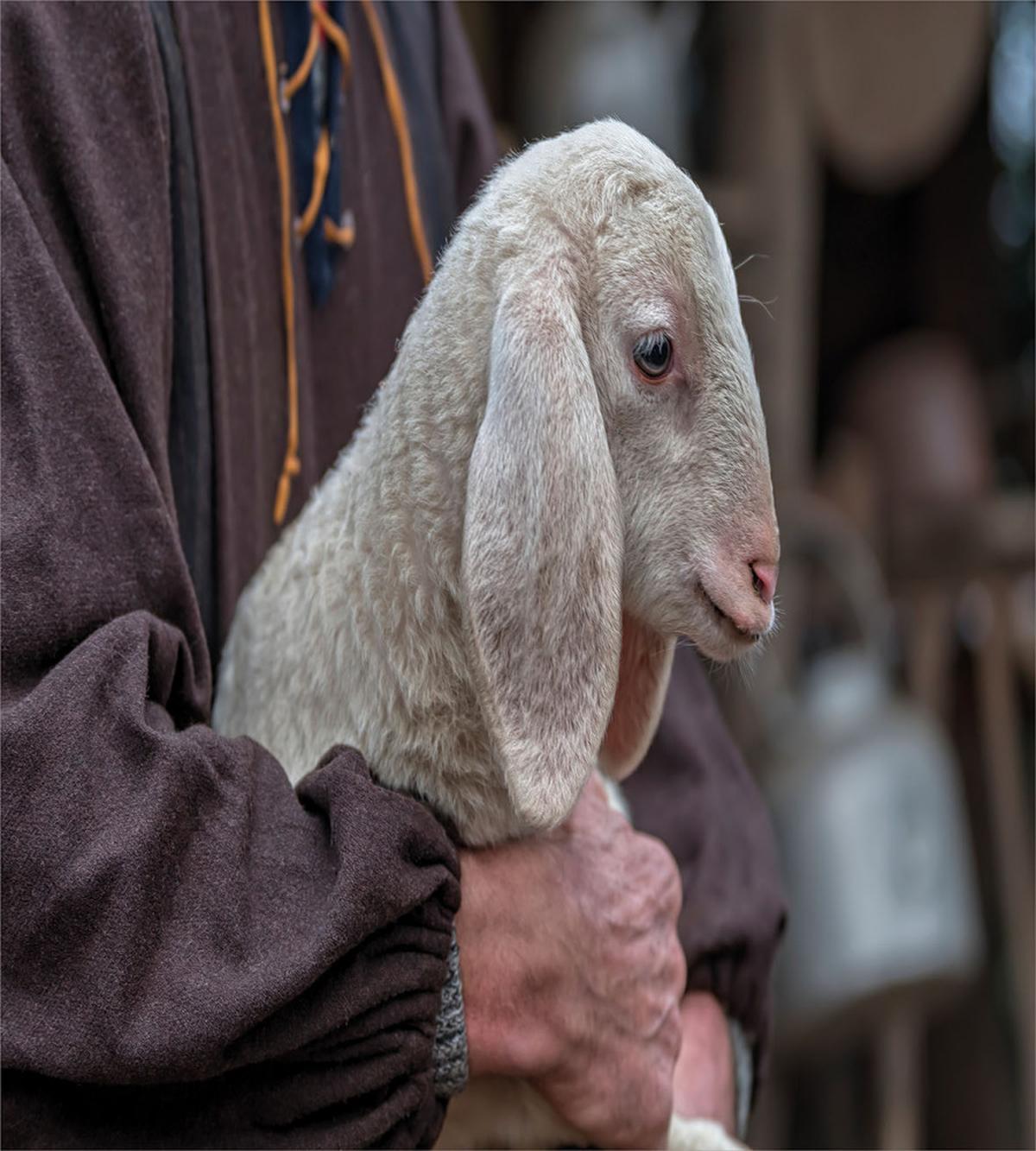 Baby Lamb Old Man — Pattern