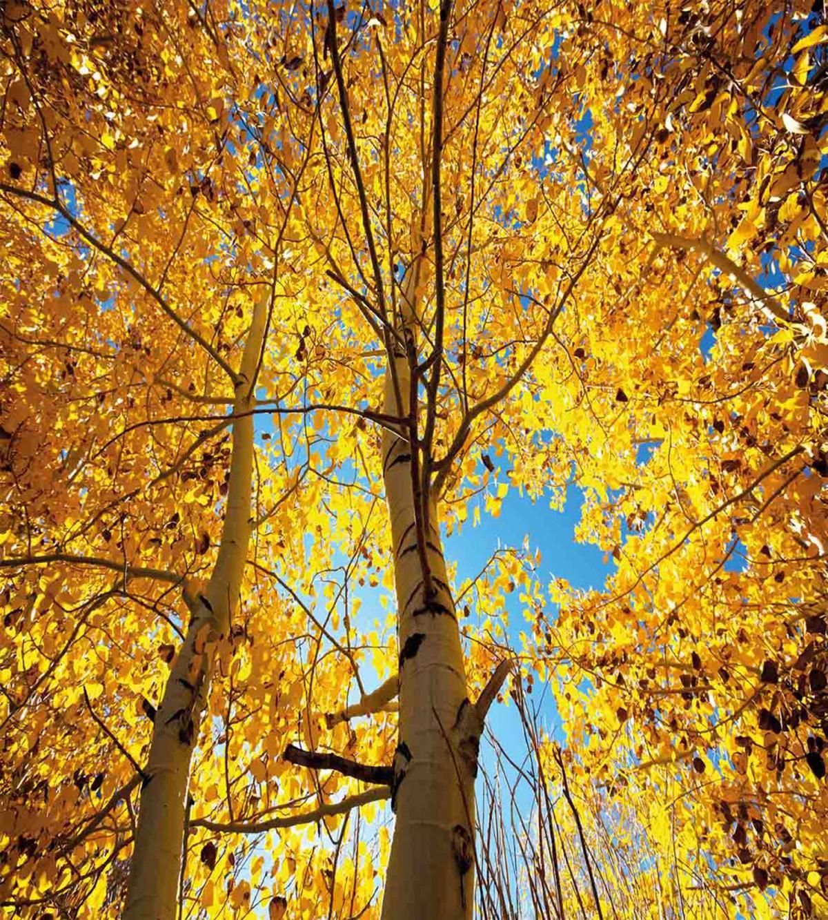 Autumn Trees Leaf Forest — Pattern