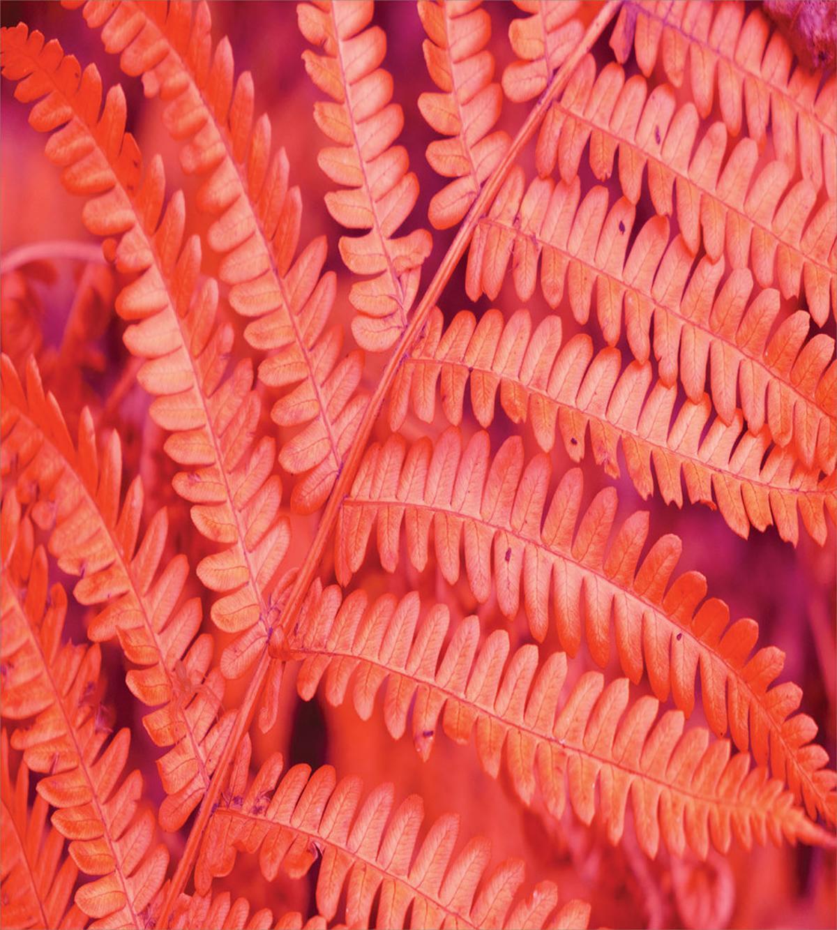 Close up Fern Leaf — Pattern