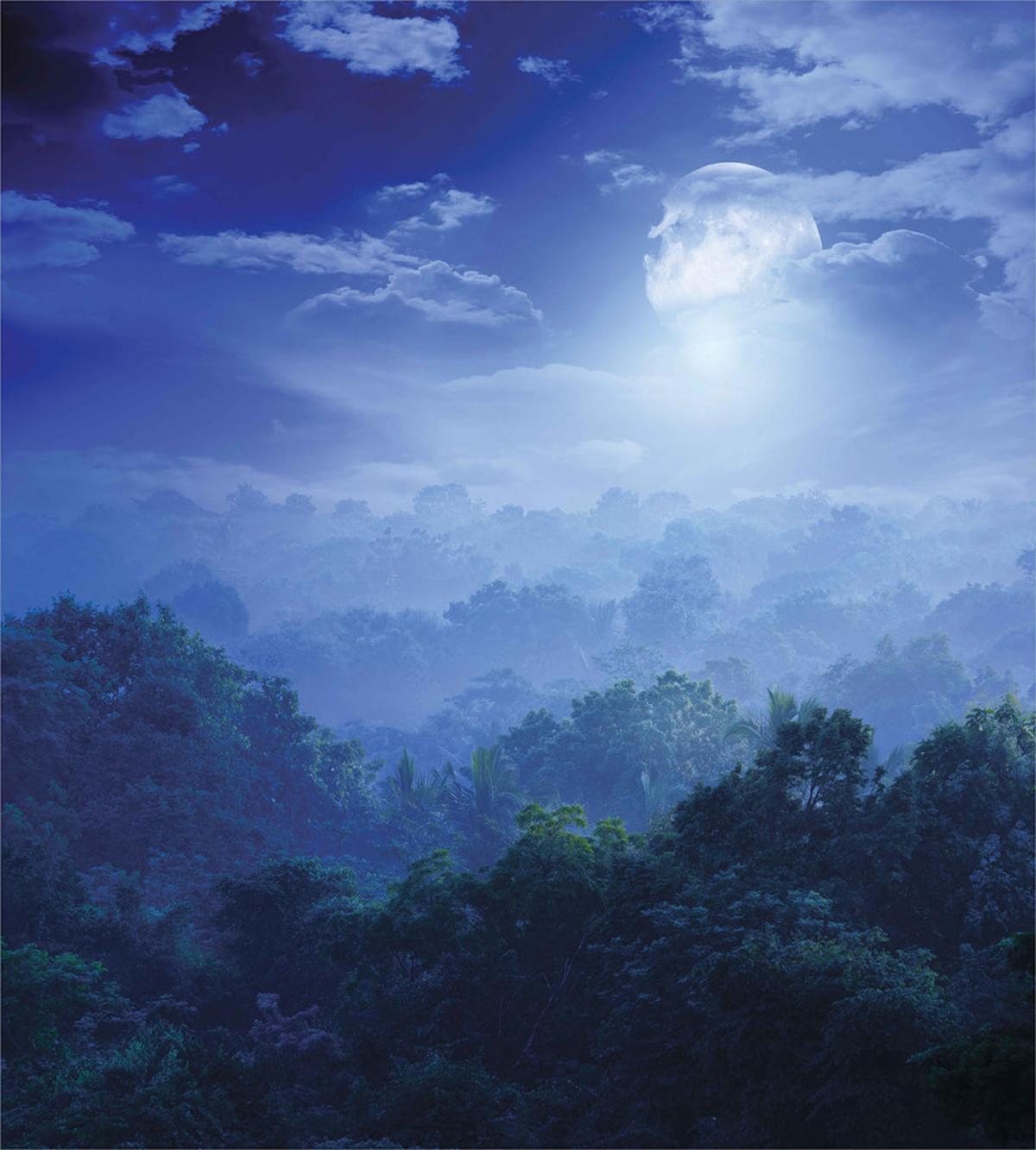 Sri Lanka Rainforest — Pattern
