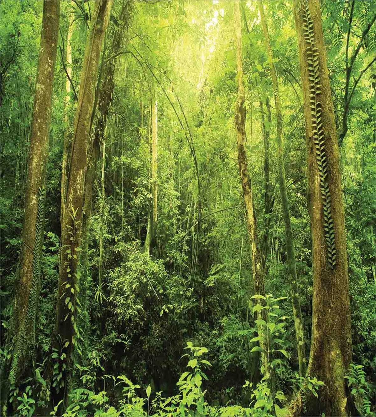 Rainforest Landscape — Pattern