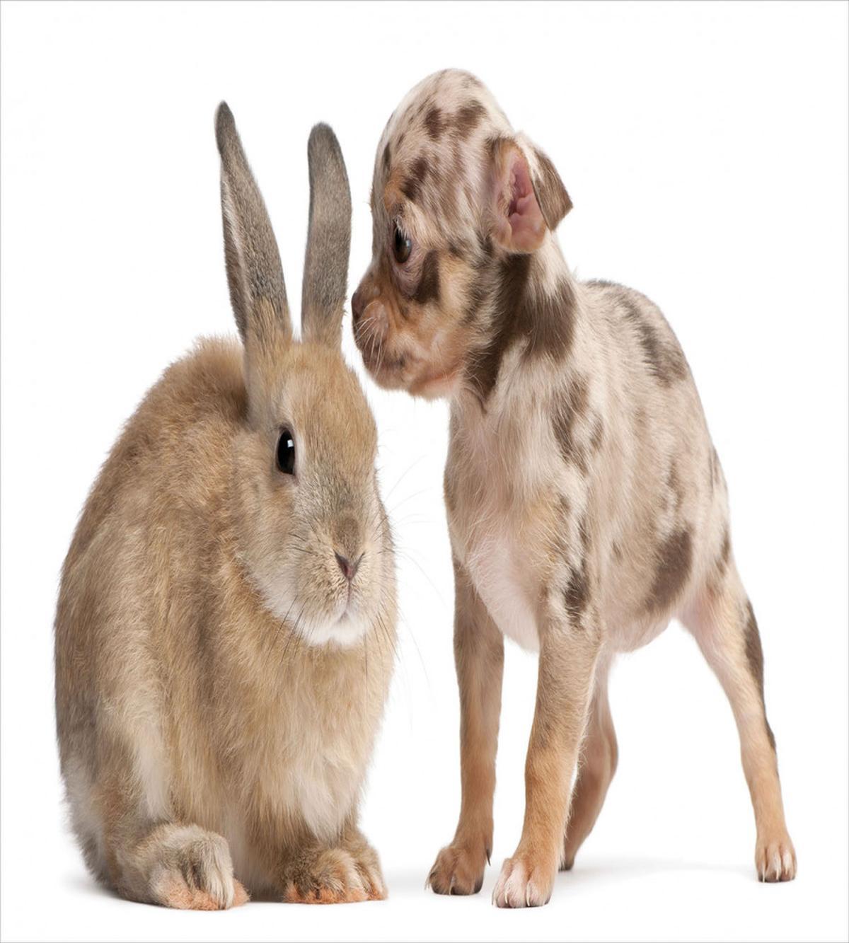 Chihuahua Puppy with Rabbit — Pattern