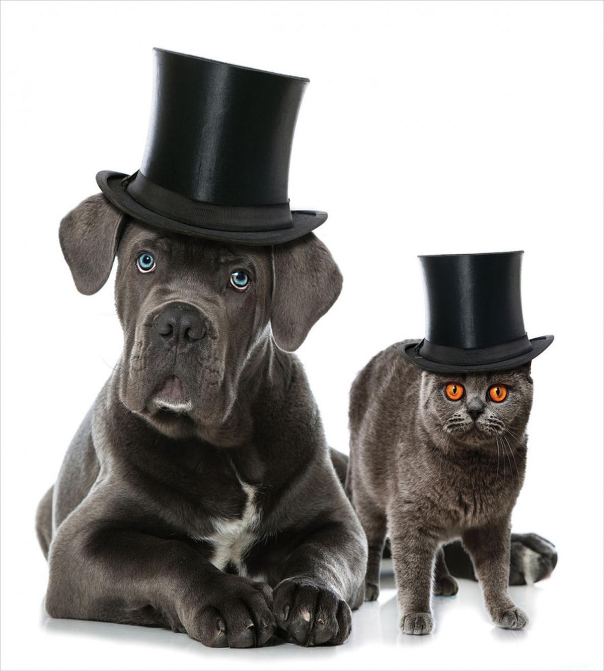 Pets in Magicians Hat — Pattern