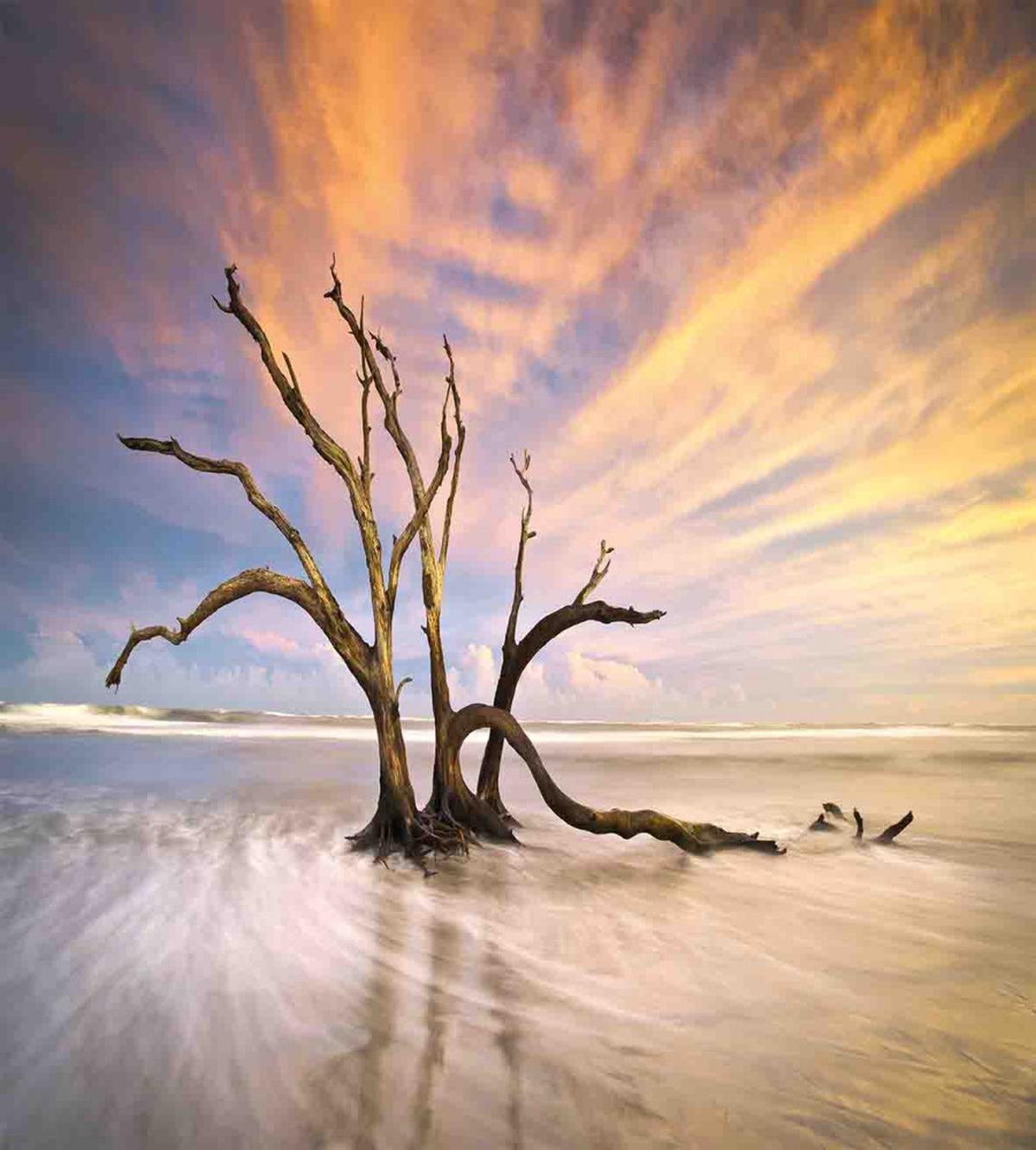 Dead Tree Sun Driftwood — Pattern