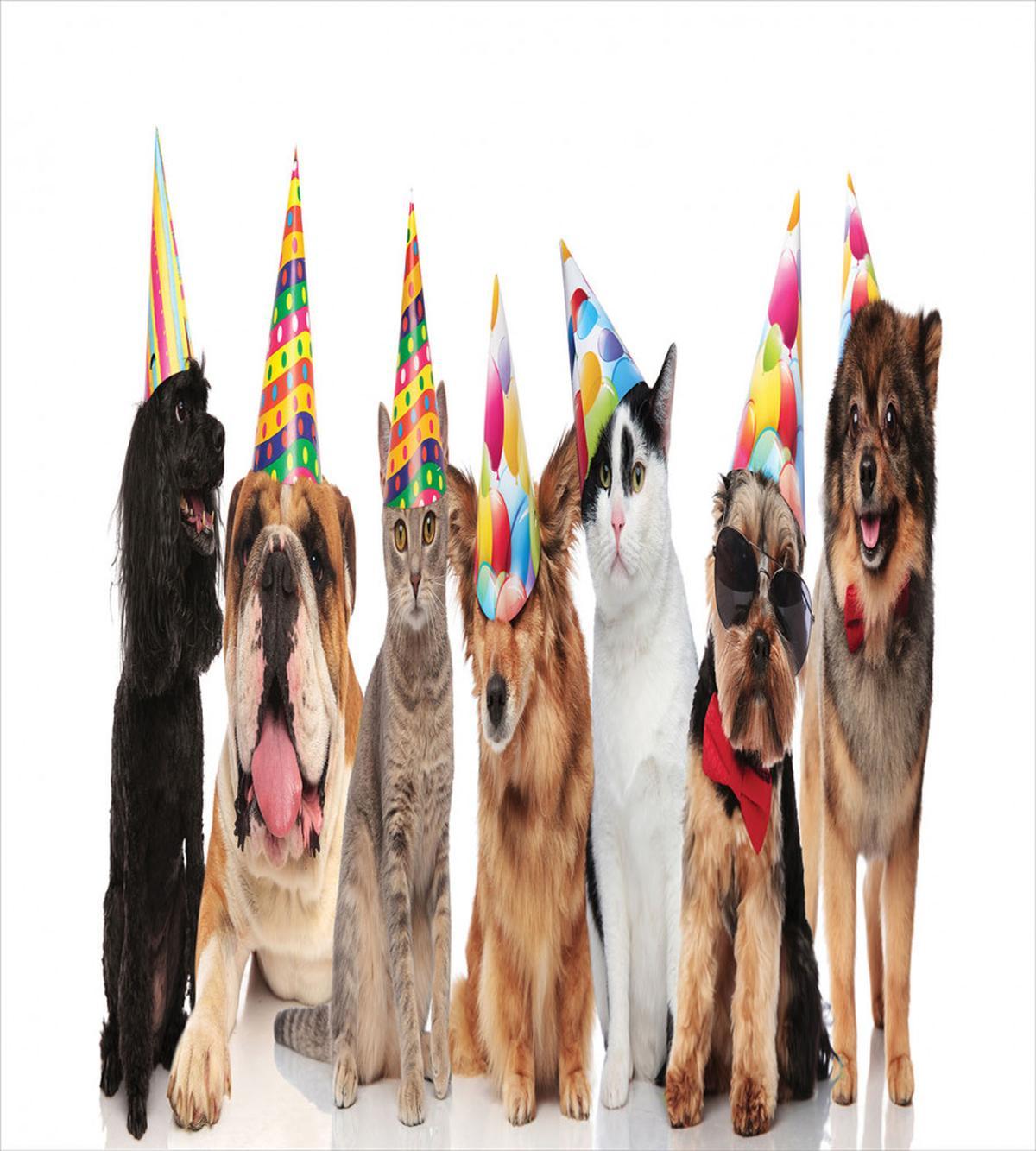 Party Animals in Hats — Pattern