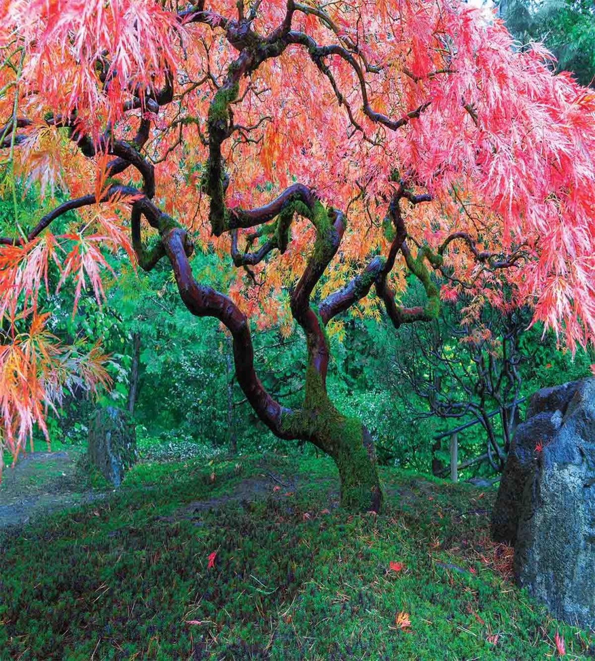 Red Leaf Maple in Garden — Pattern
