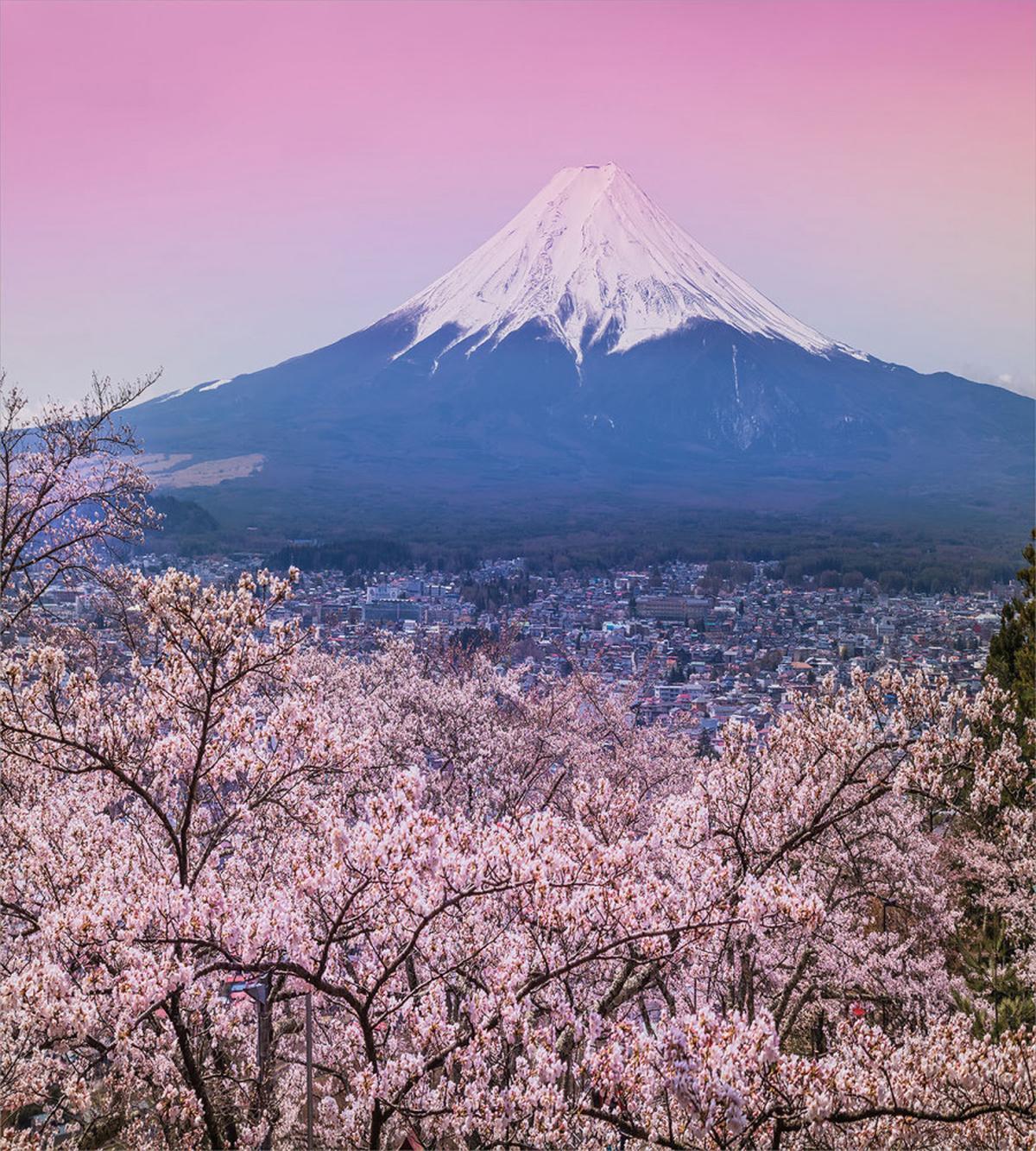 Spring Season Violet Tones — Pattern