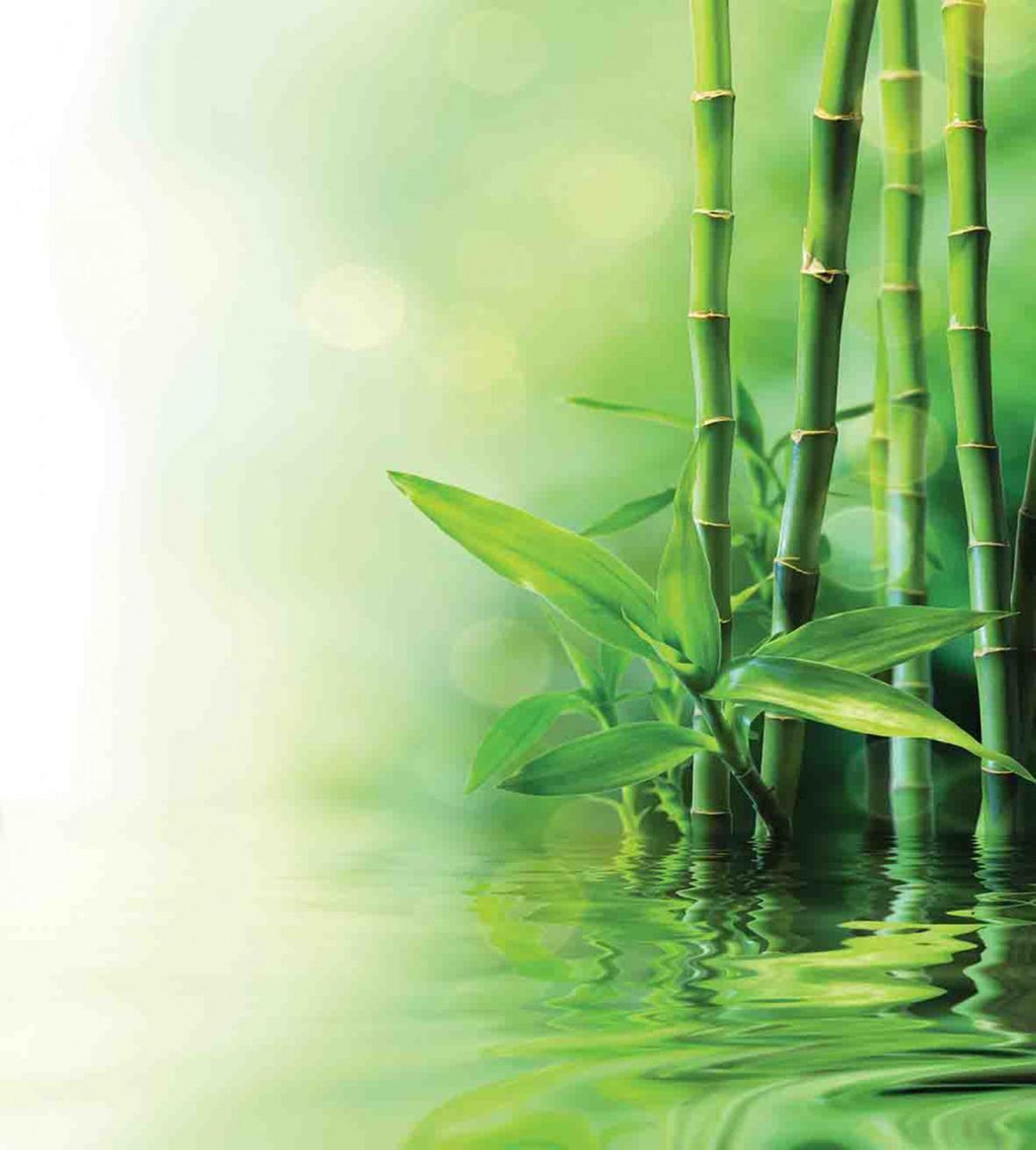 Spa Bamboos Trees — Pattern
